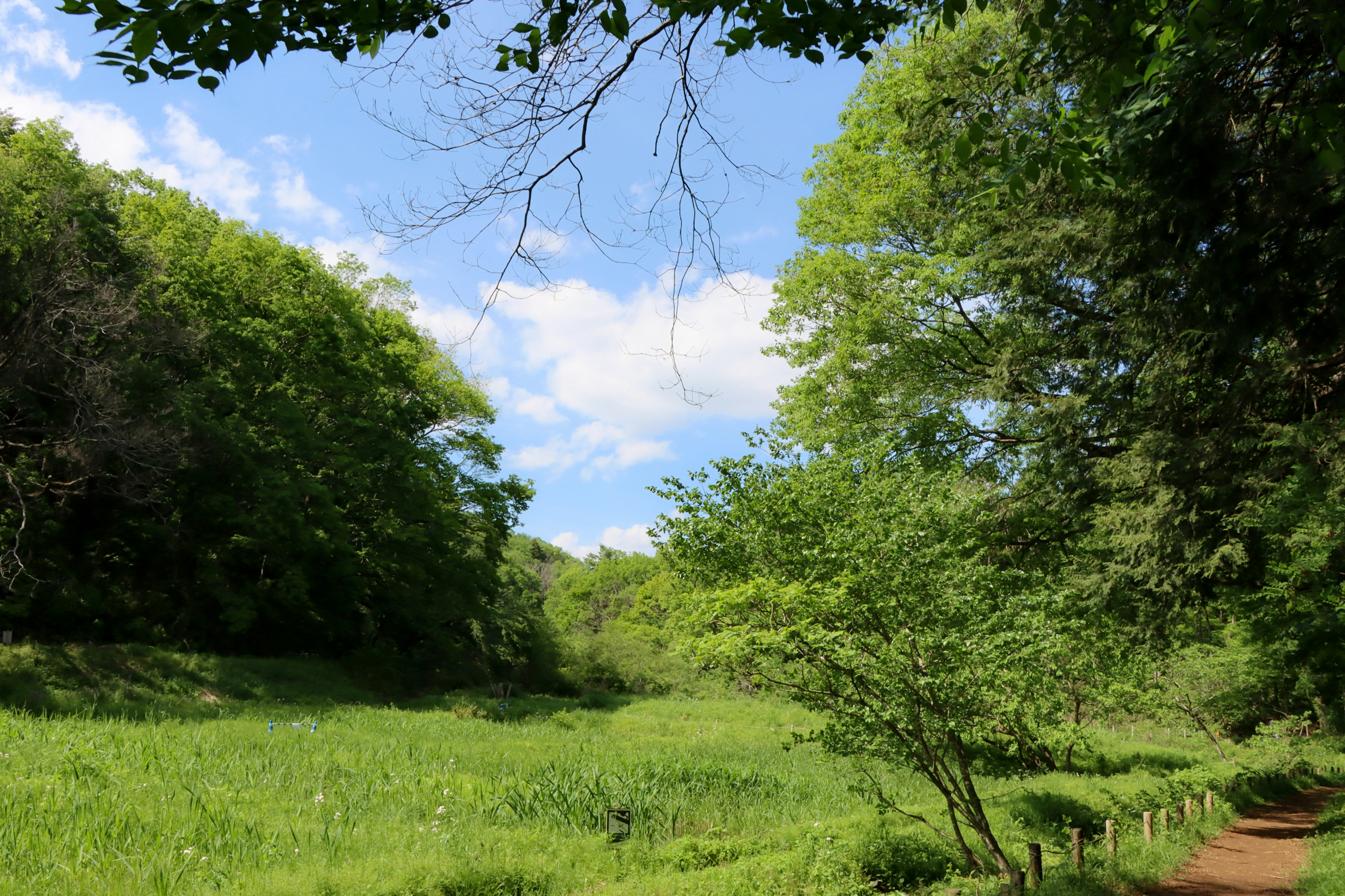 新緑の里山で続く小道と緑の草地