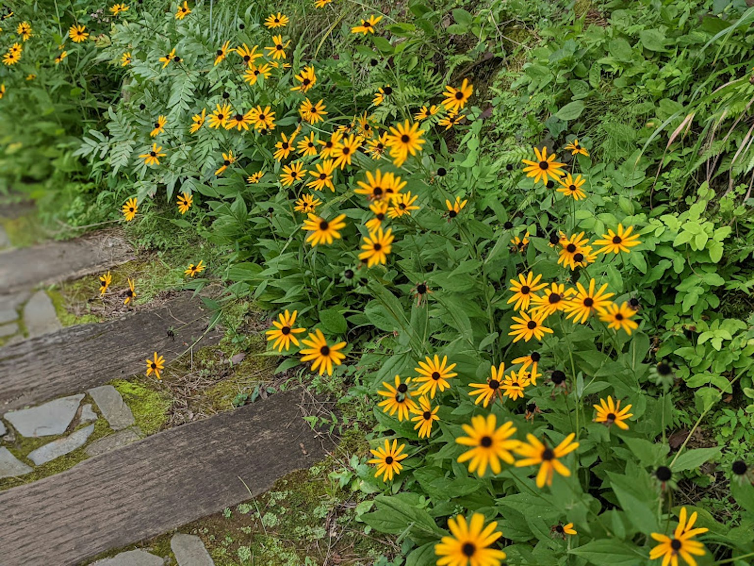 Fleurs jaunes vives le long d'un chemin de pierre