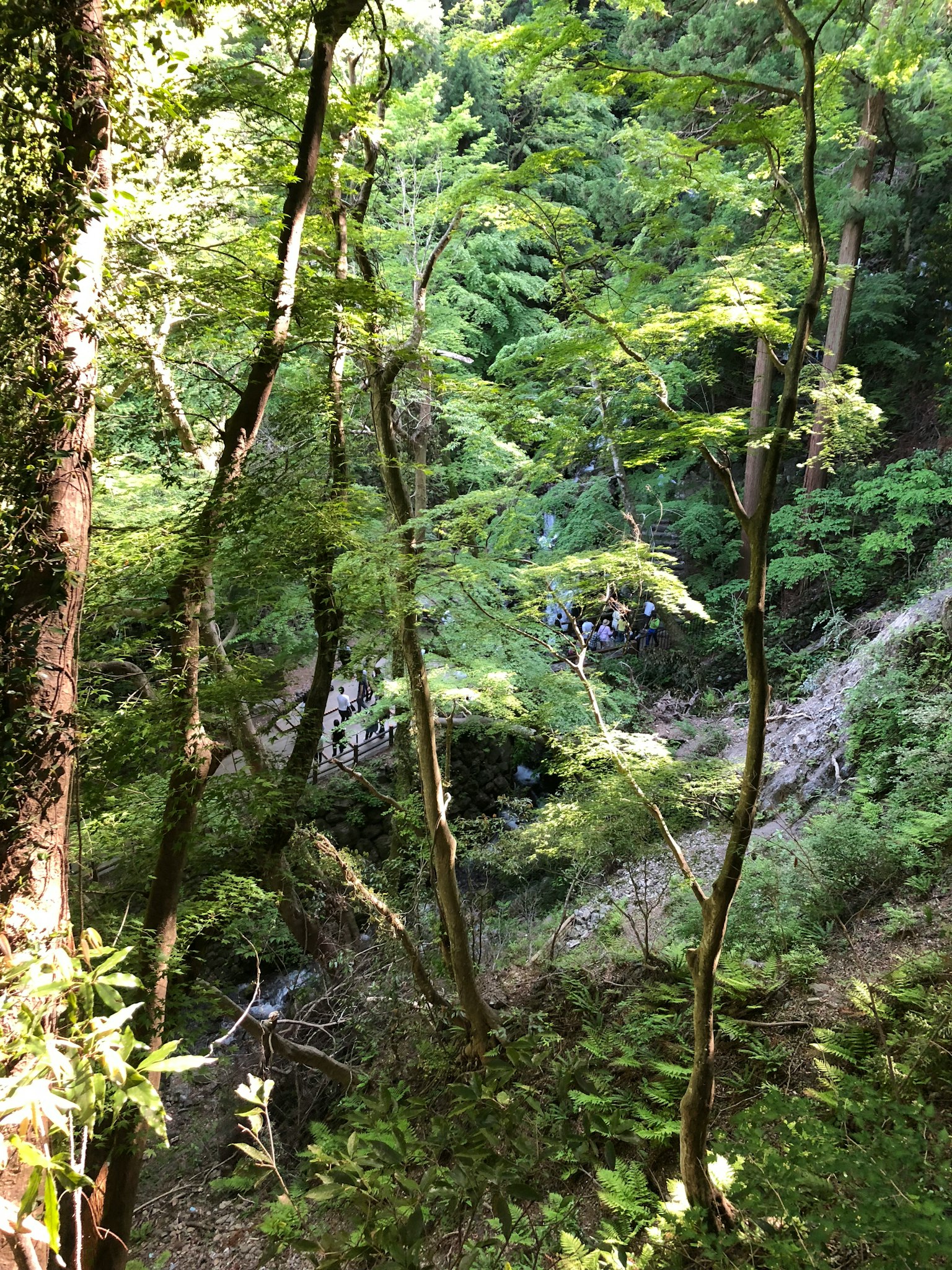 郁郁葱葱的森林和背景中的溪流