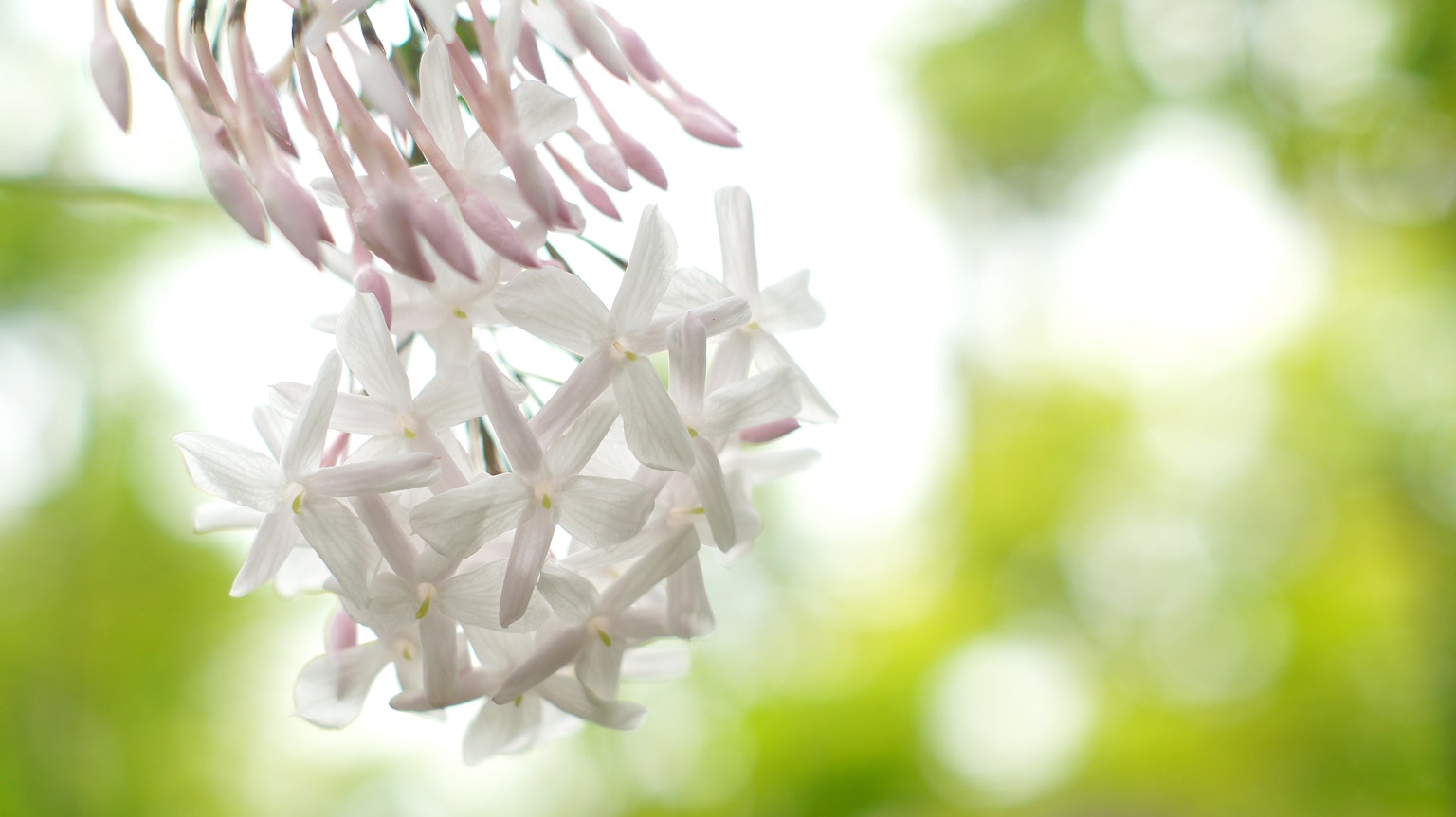 부드러운 녹색 배경에 섬세한 분홍색 봉오리가 있는 흰 꽃 송이