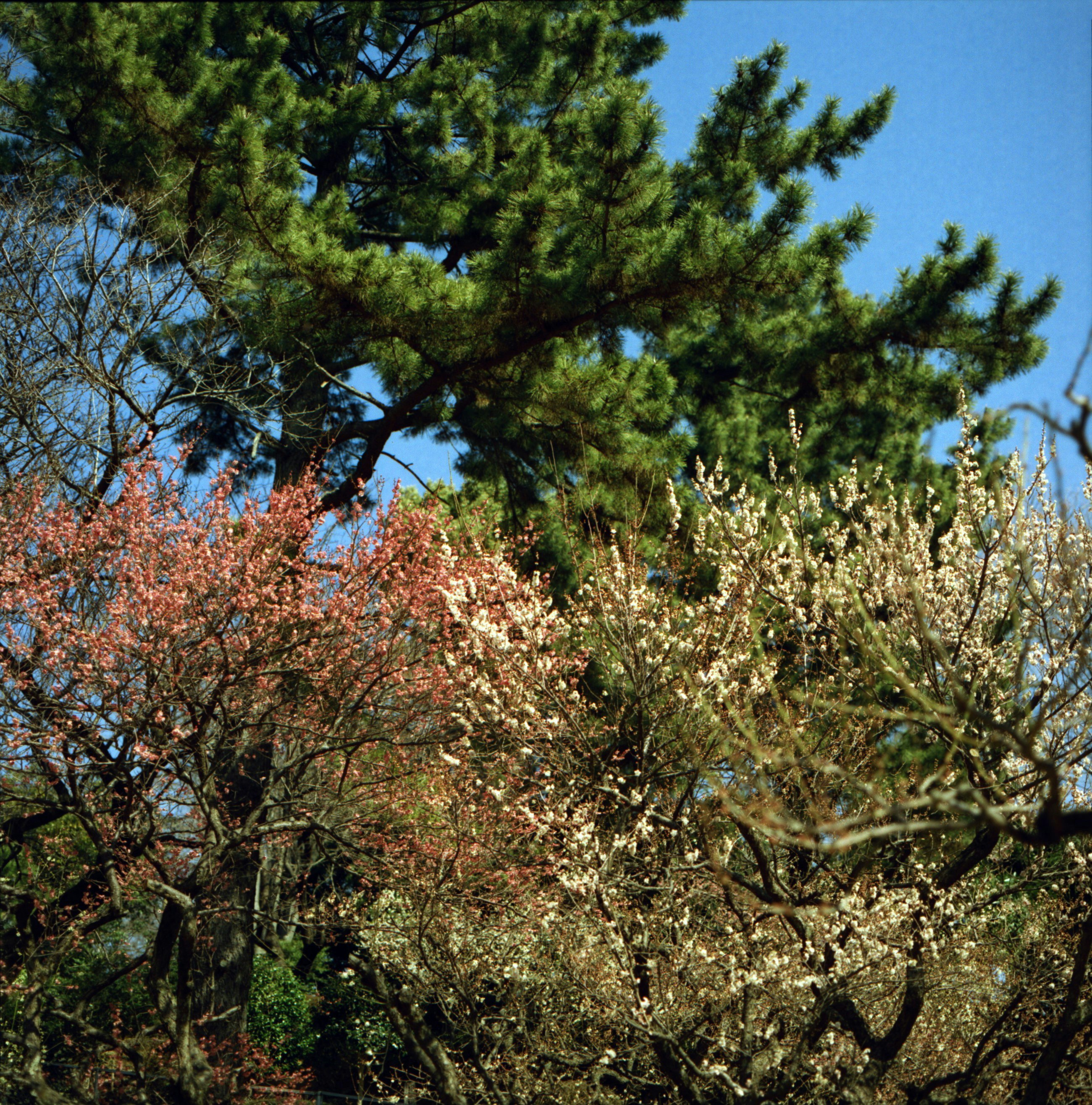 ramas en flor y árboles bajo un cielo azul