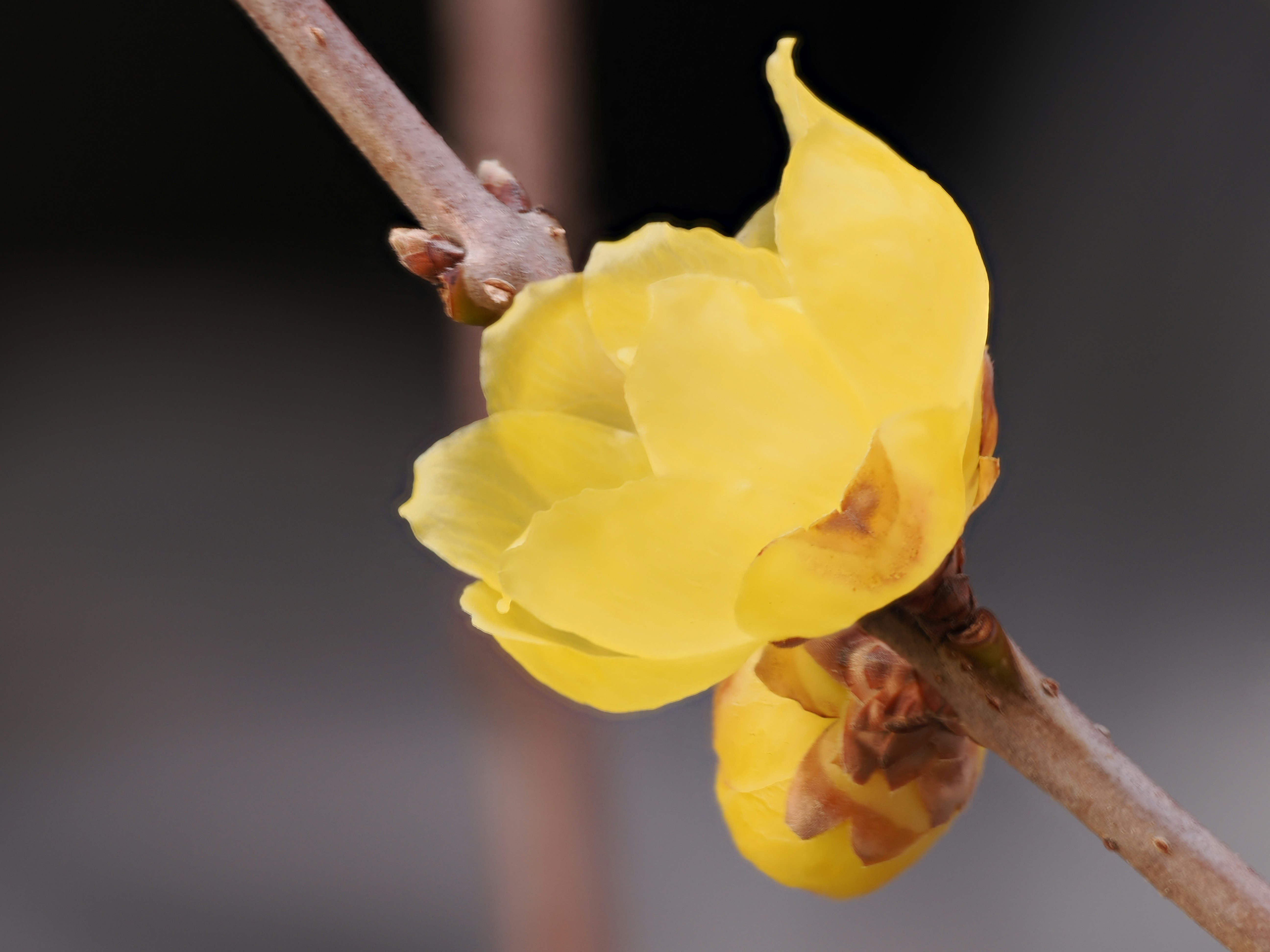 close-up of yellow flower buds on a branch