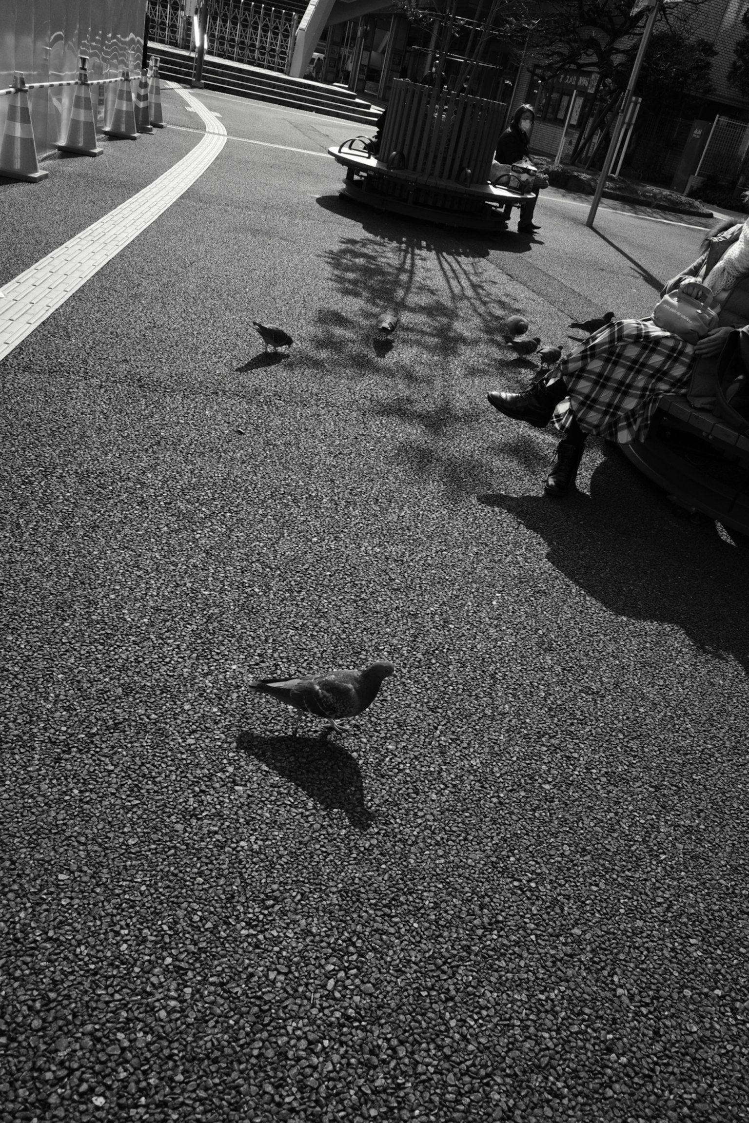 Black and white image of a pigeon on the ground with shadows