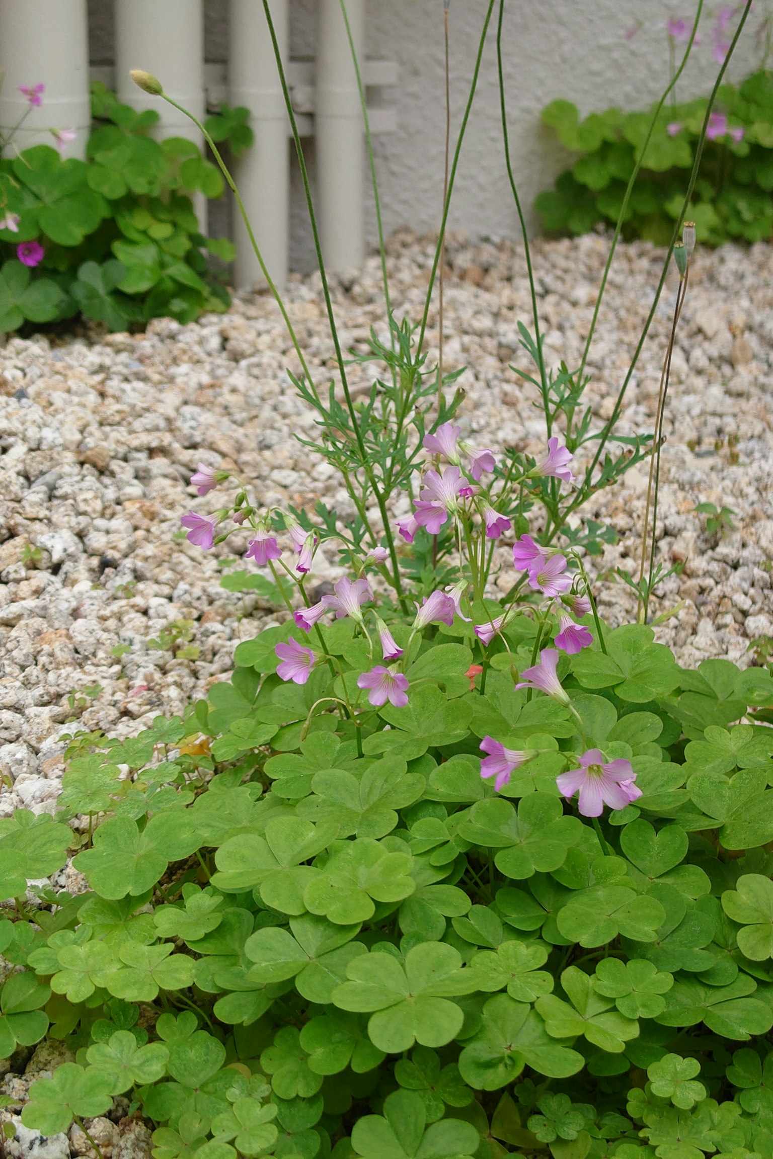 Close-up of a plant with green leaves and purple flowers