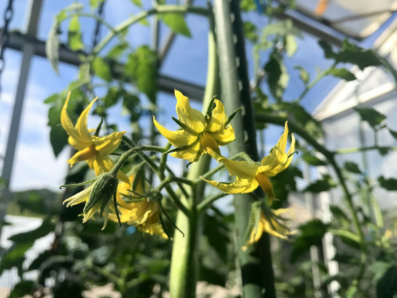 Vibrant yellow flowers blooming on a green tomato plant