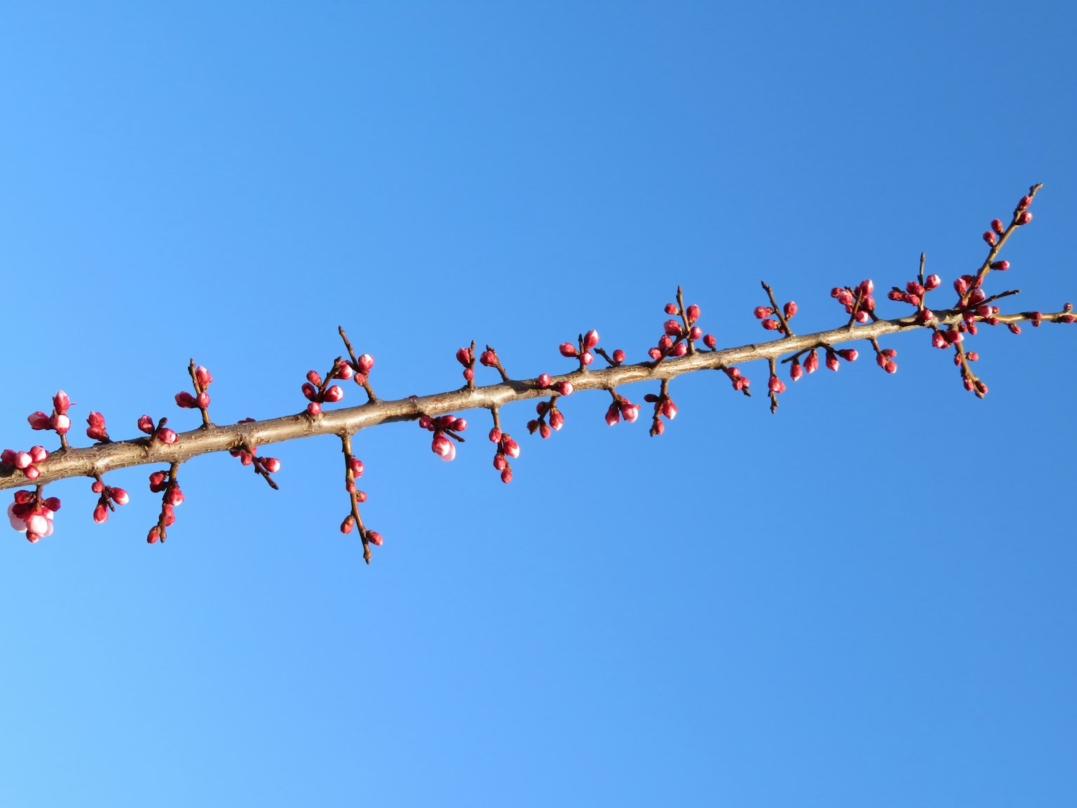 A branch with pink flowers against a blue sky