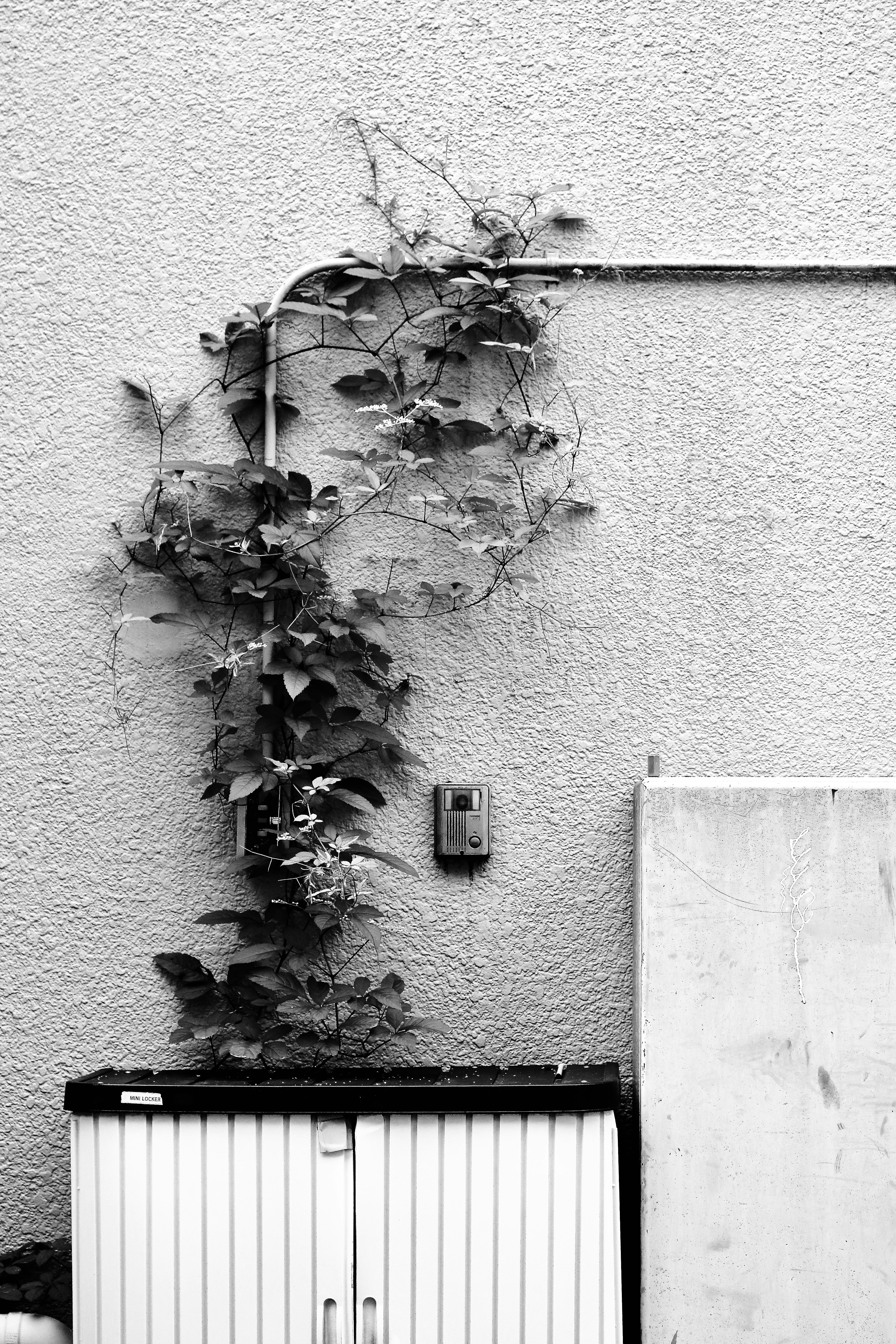 ivy climbing a white wall with a small electrical box in a narrow street corner