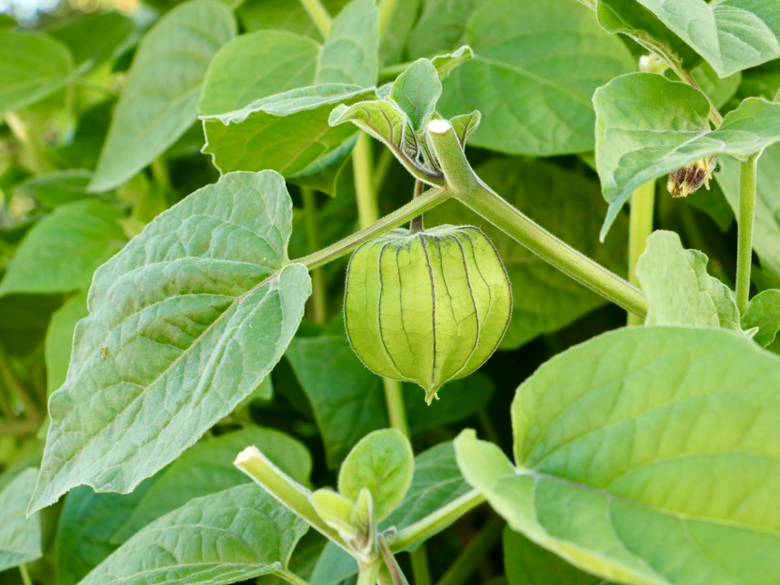 Green fruit resembling a tomato hanging among lush green leaves