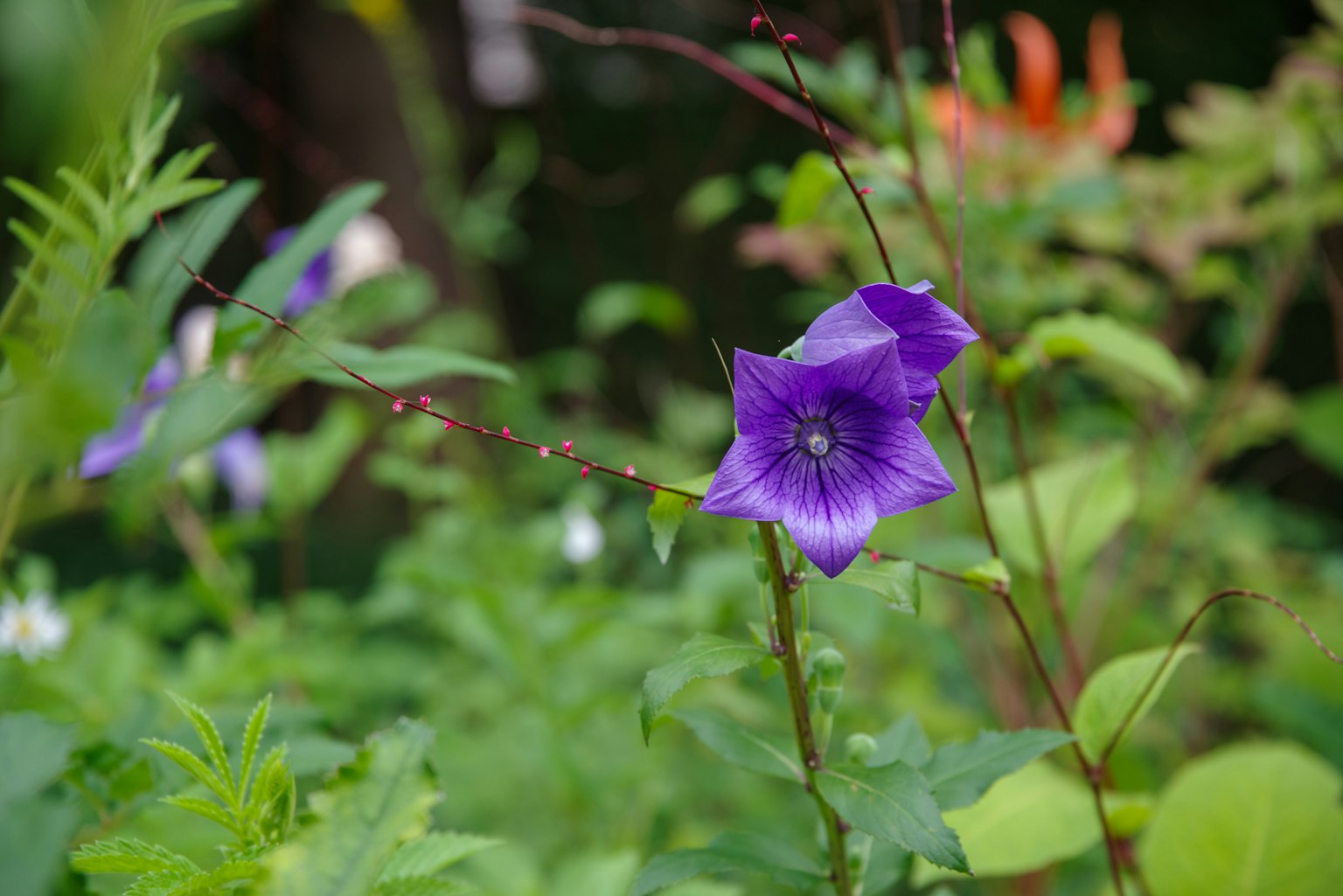 Une fleur violette entourée de feuilles vertes dans un jardin