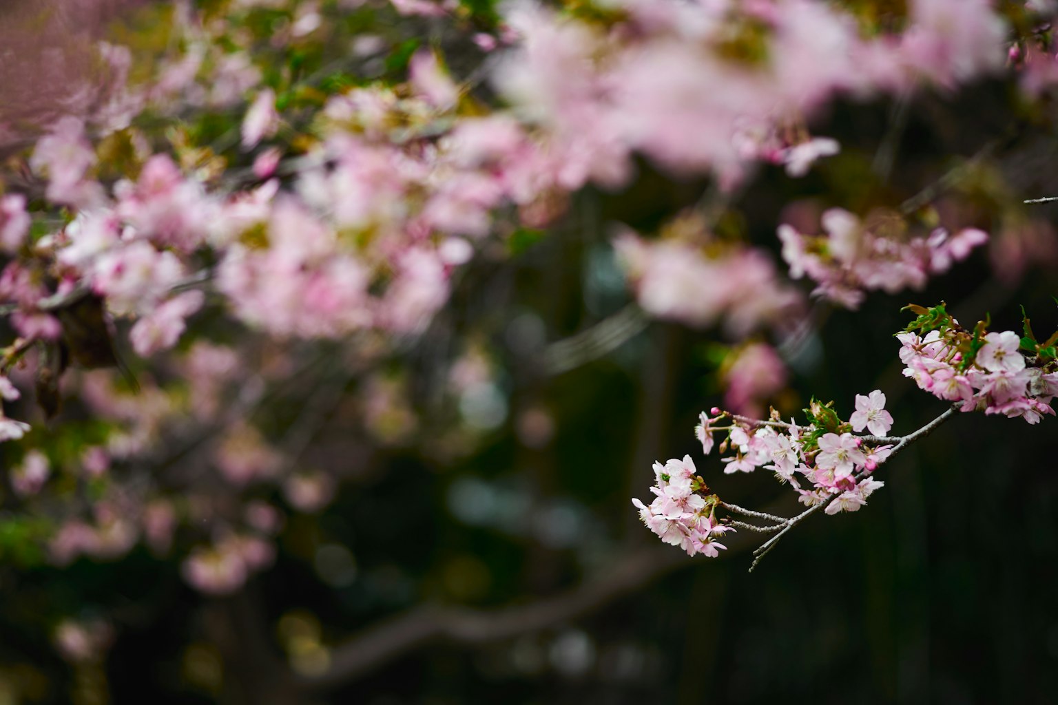 Nahaufnahme von Kirschbaumzweigen mit rosa Blüten unscharfer Hintergrund