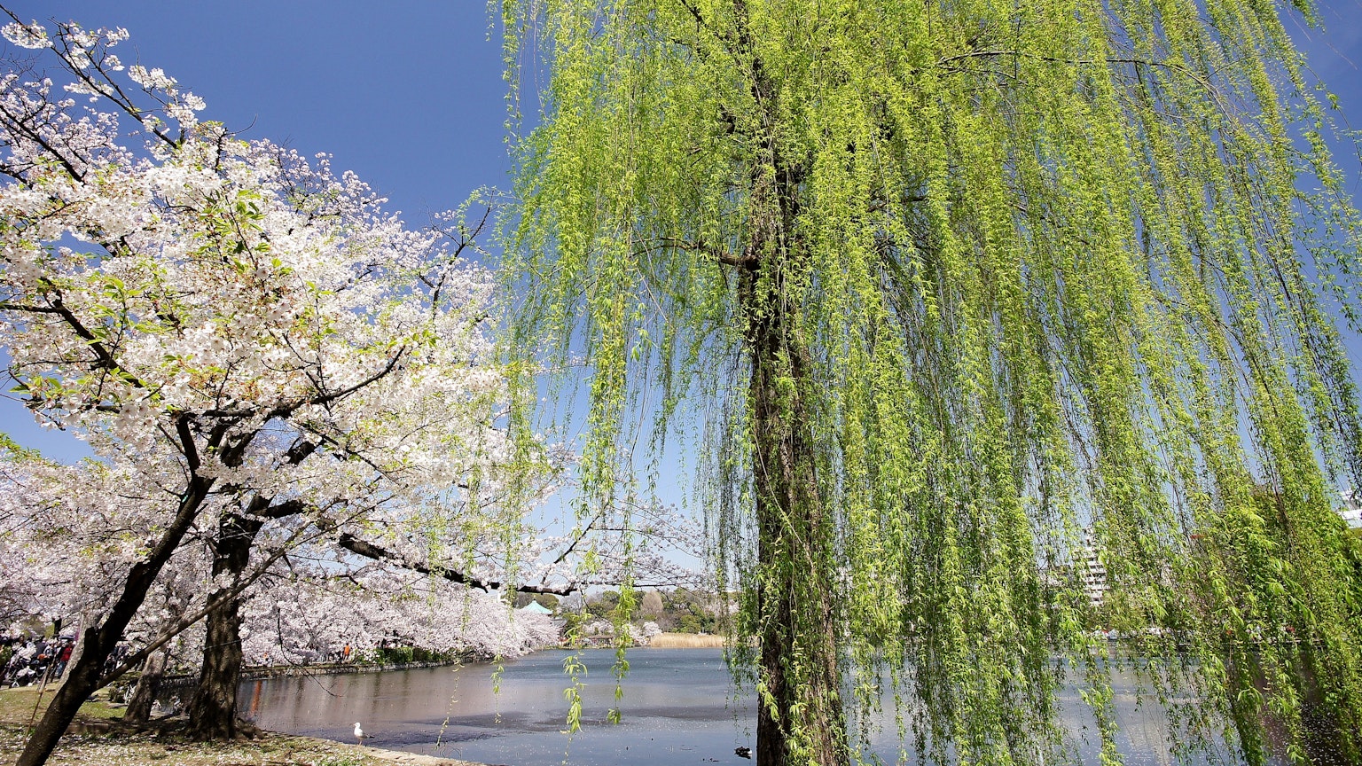 ทิวทัศน์สวยงามที่มีต้นซากุระและต้นวิลโลว์สีเขียวข้างน้ำ