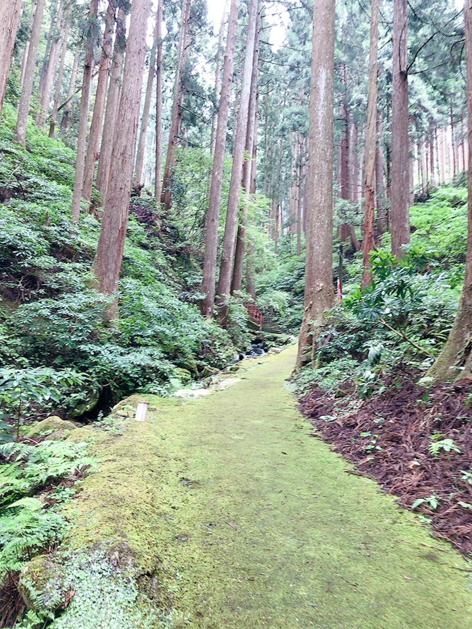 Forest path covered in green moss with tall trees lining the sides