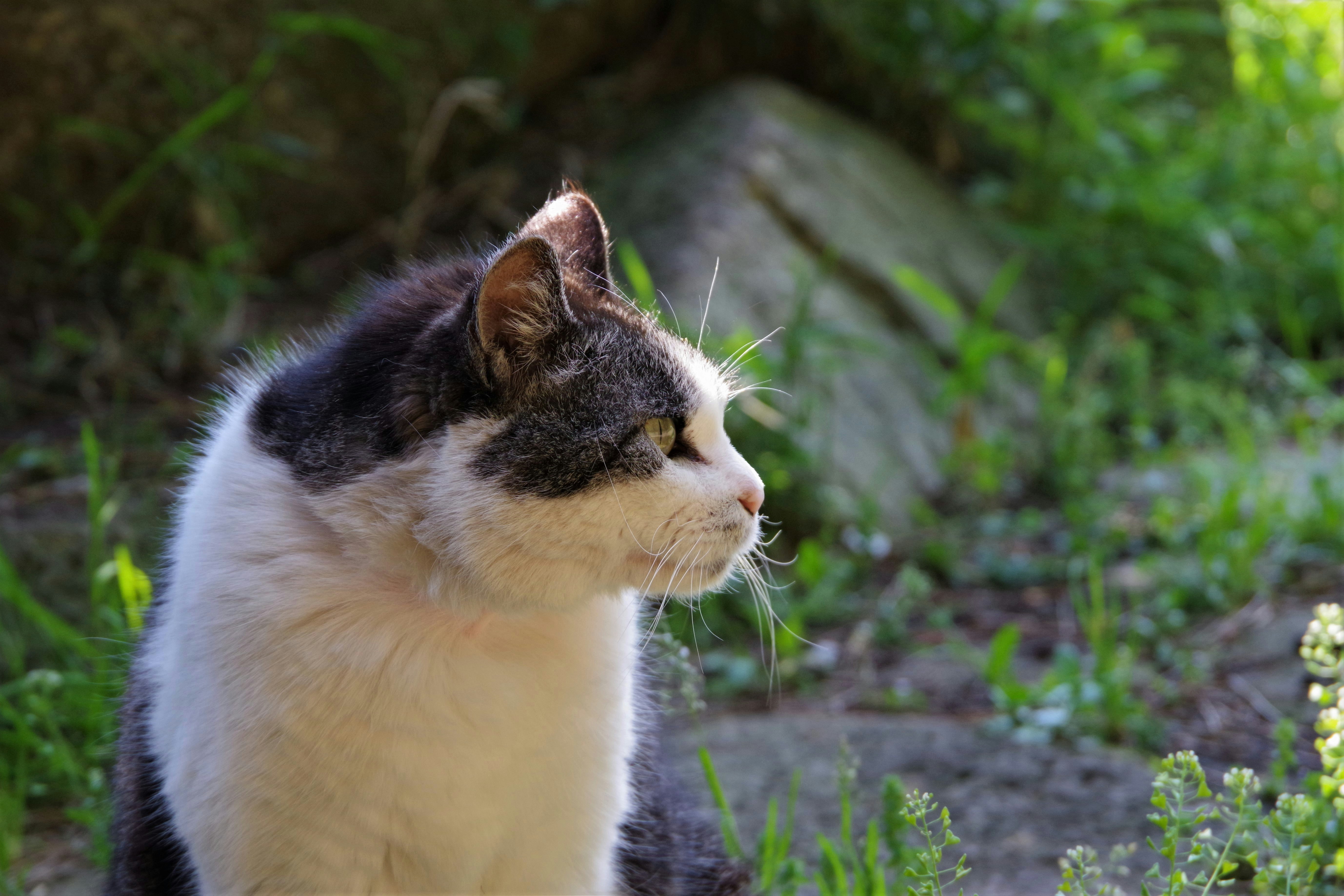 草むらの中で目を閉じるのら猫