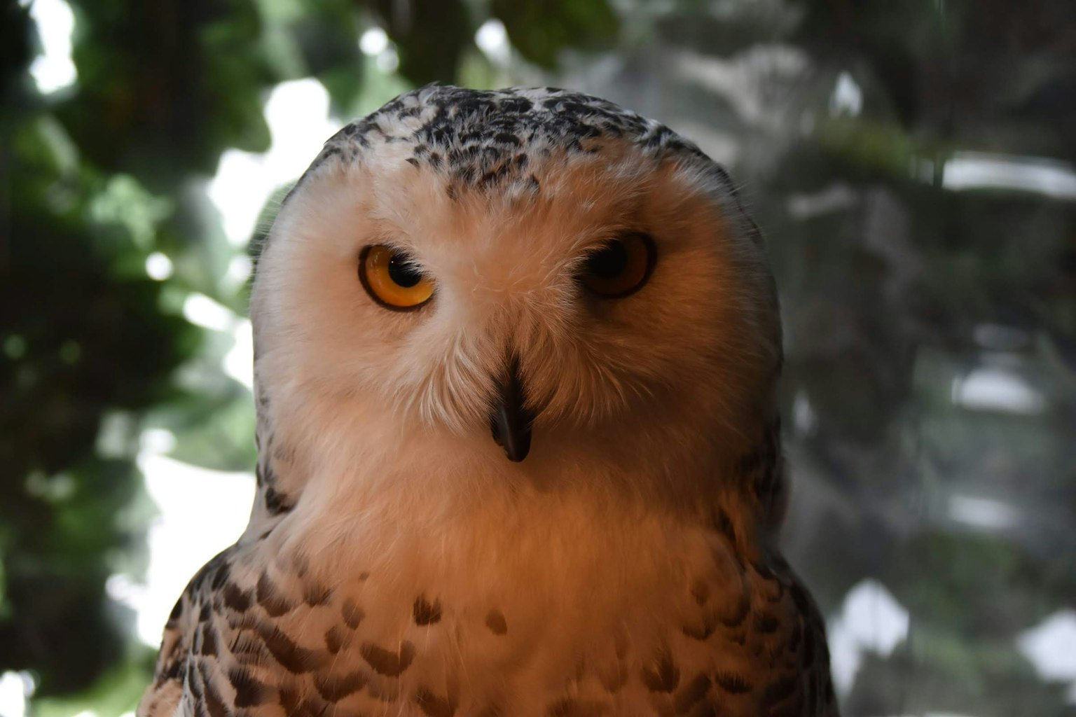 Gros plan sur un hibou des neiges avec des yeux jaunes saisissants et des plumes uniques