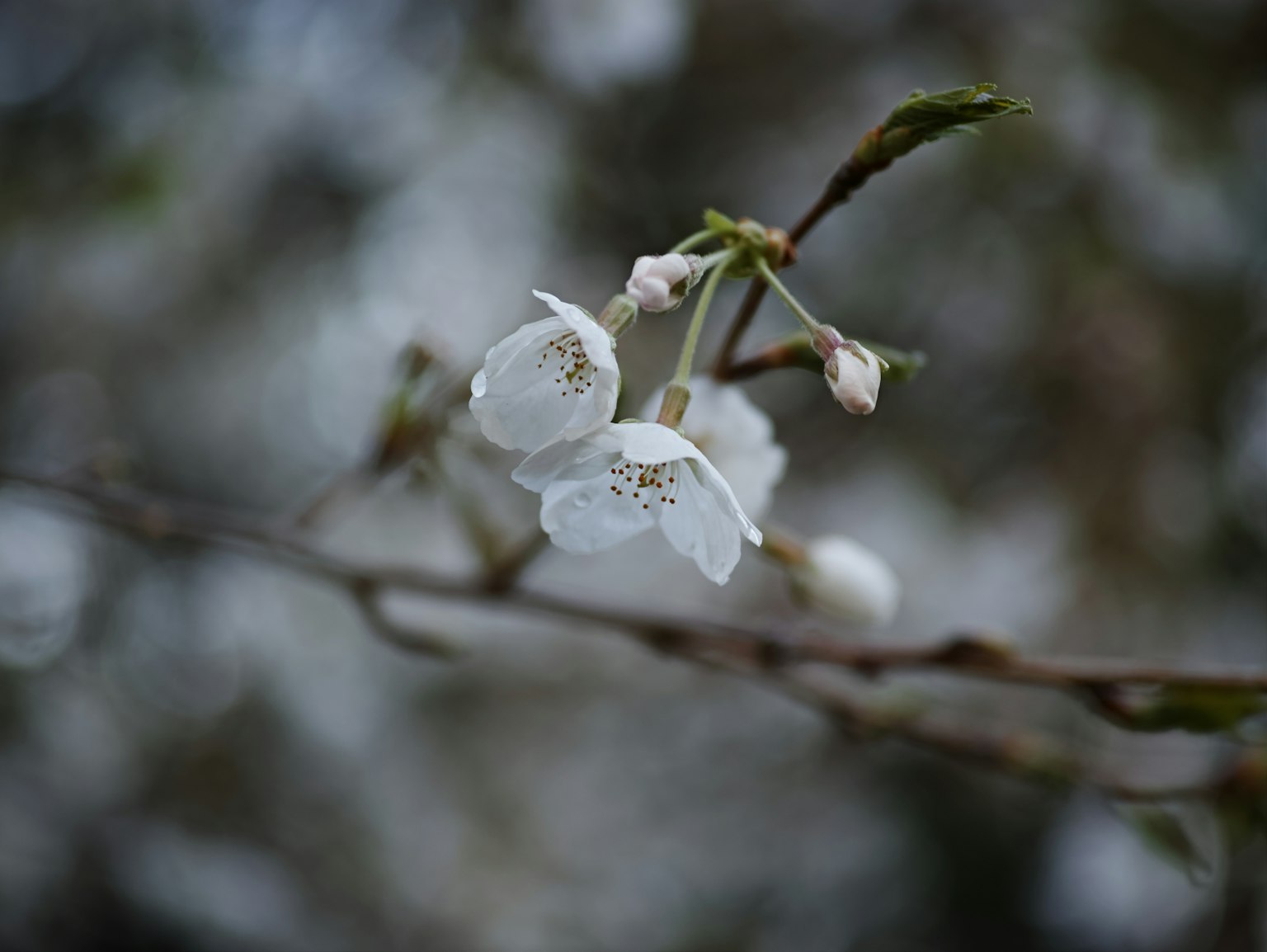 Acercamiento de flores blancas en una rama con fondo desenfocado