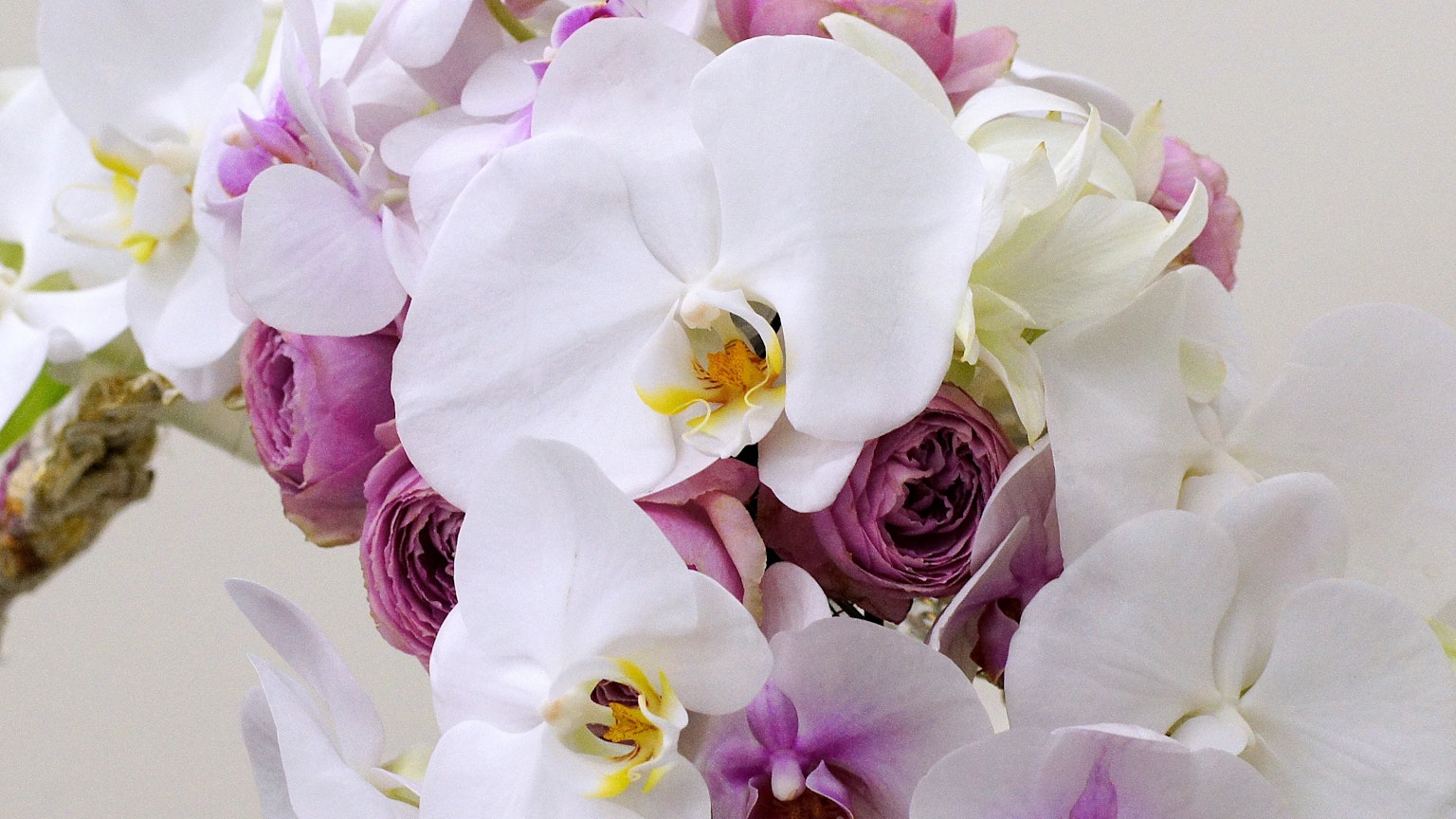 Gros plan de fleurs d'orchidées blanches et violettes