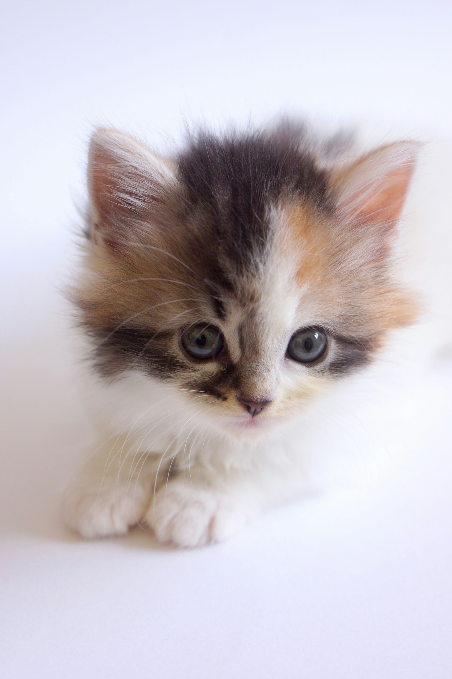 A cute calico kitten looking forward with big eyes