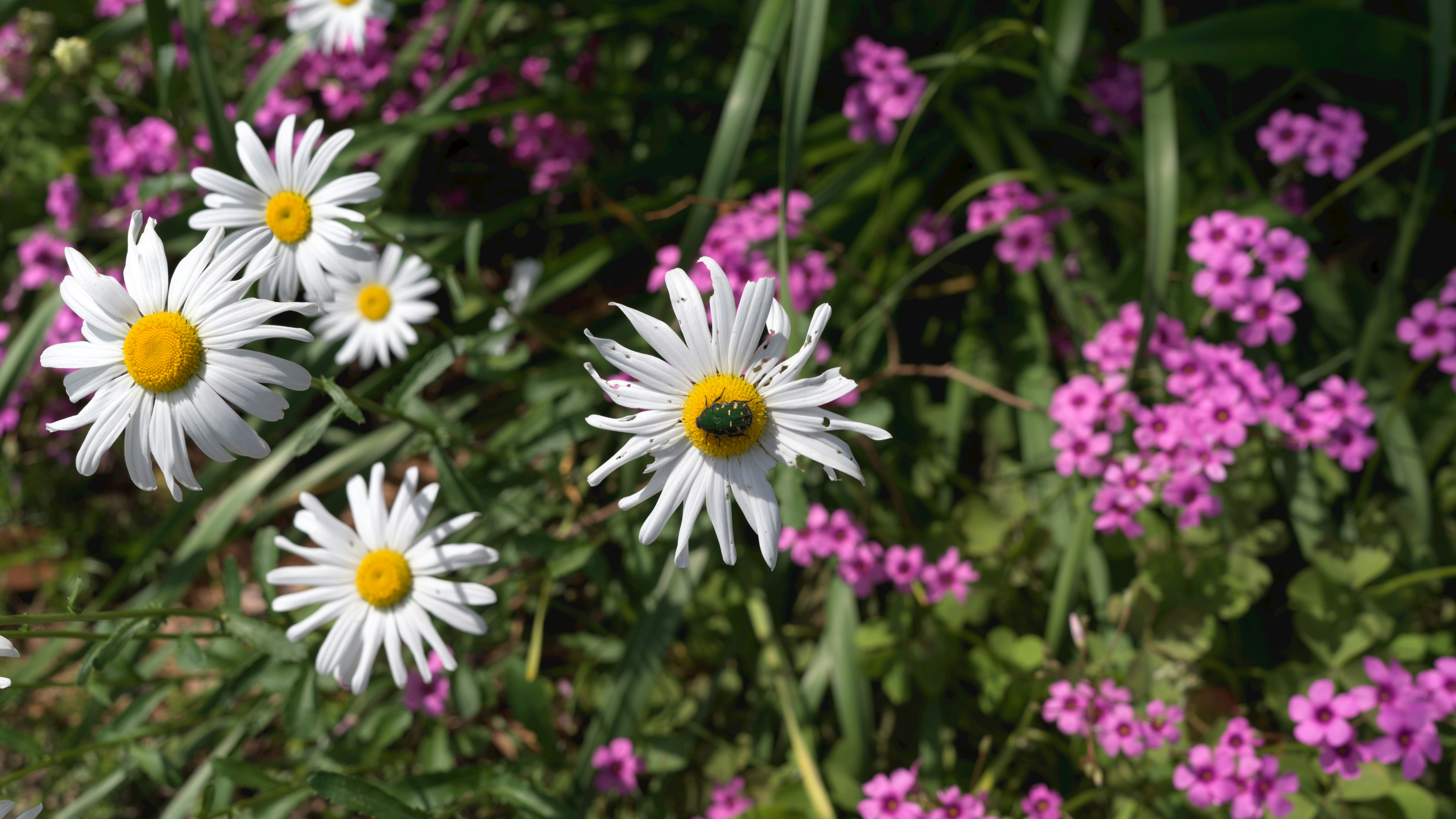 白いマーガレットとピンクの花が咲く花壇の群生