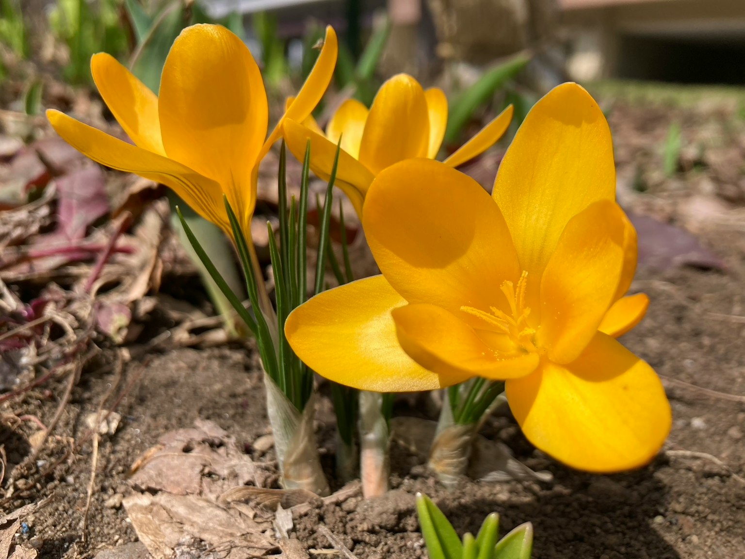ดอกโครคัสสีเหลืองสดใสโผล่ขึ้นมาจากดิน