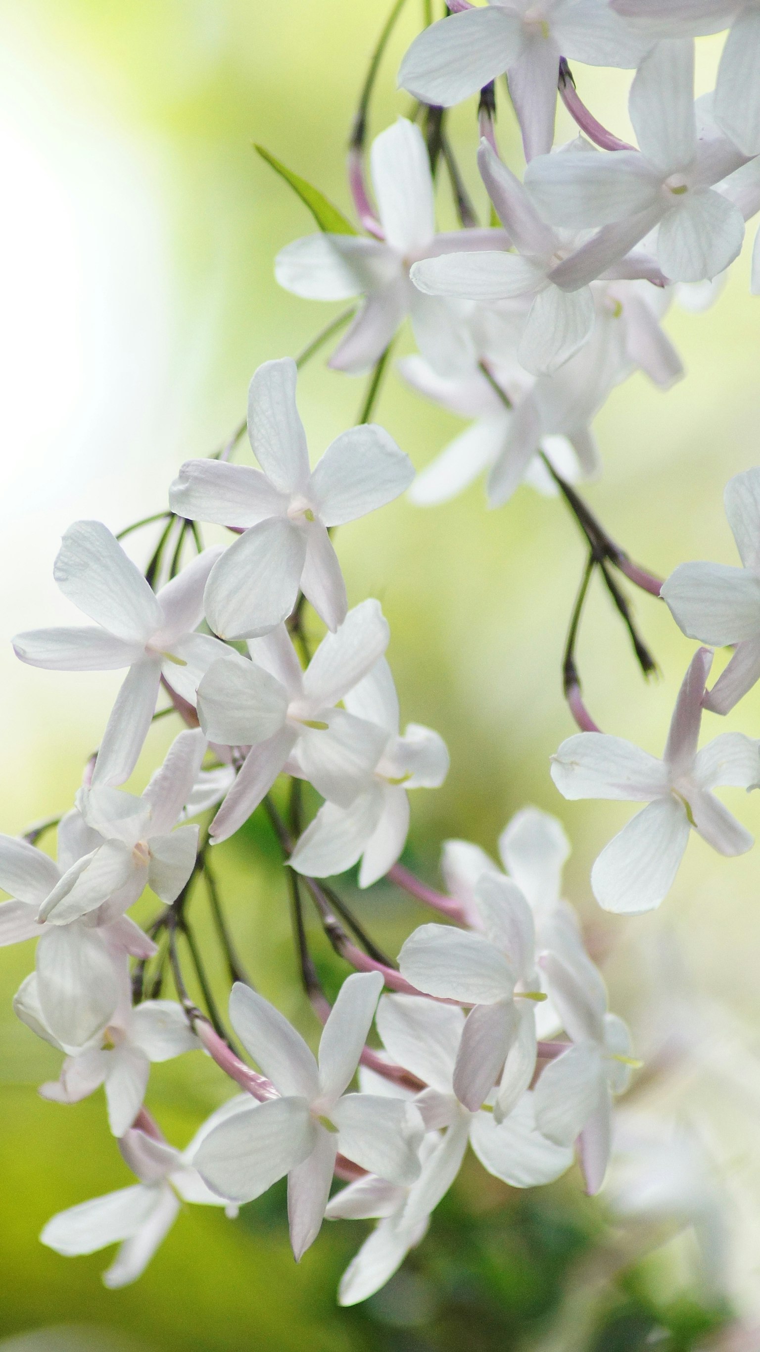 Zarte weiße Blumen blühen vor einem sanften grünen Hintergrund