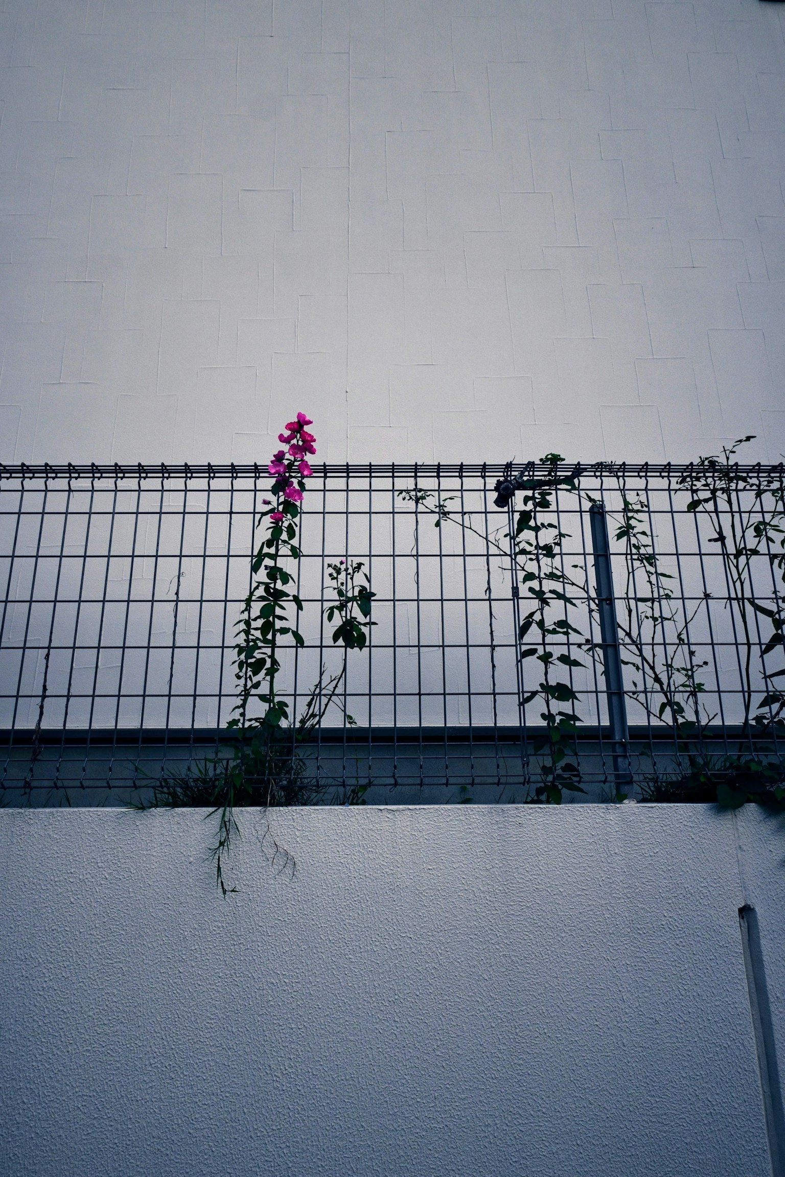 photo-QlrN24cUct9fM0G0CxH5-image