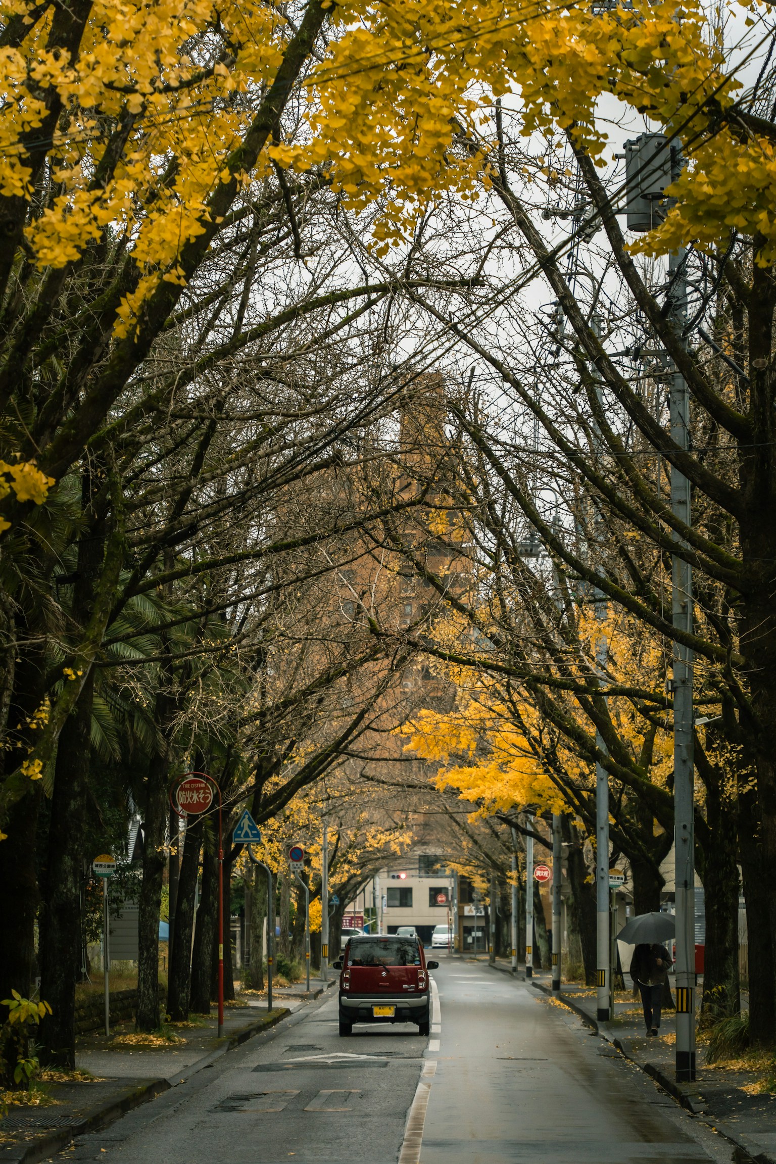 A car drives down a street lined with trees displaying autumn foliage
