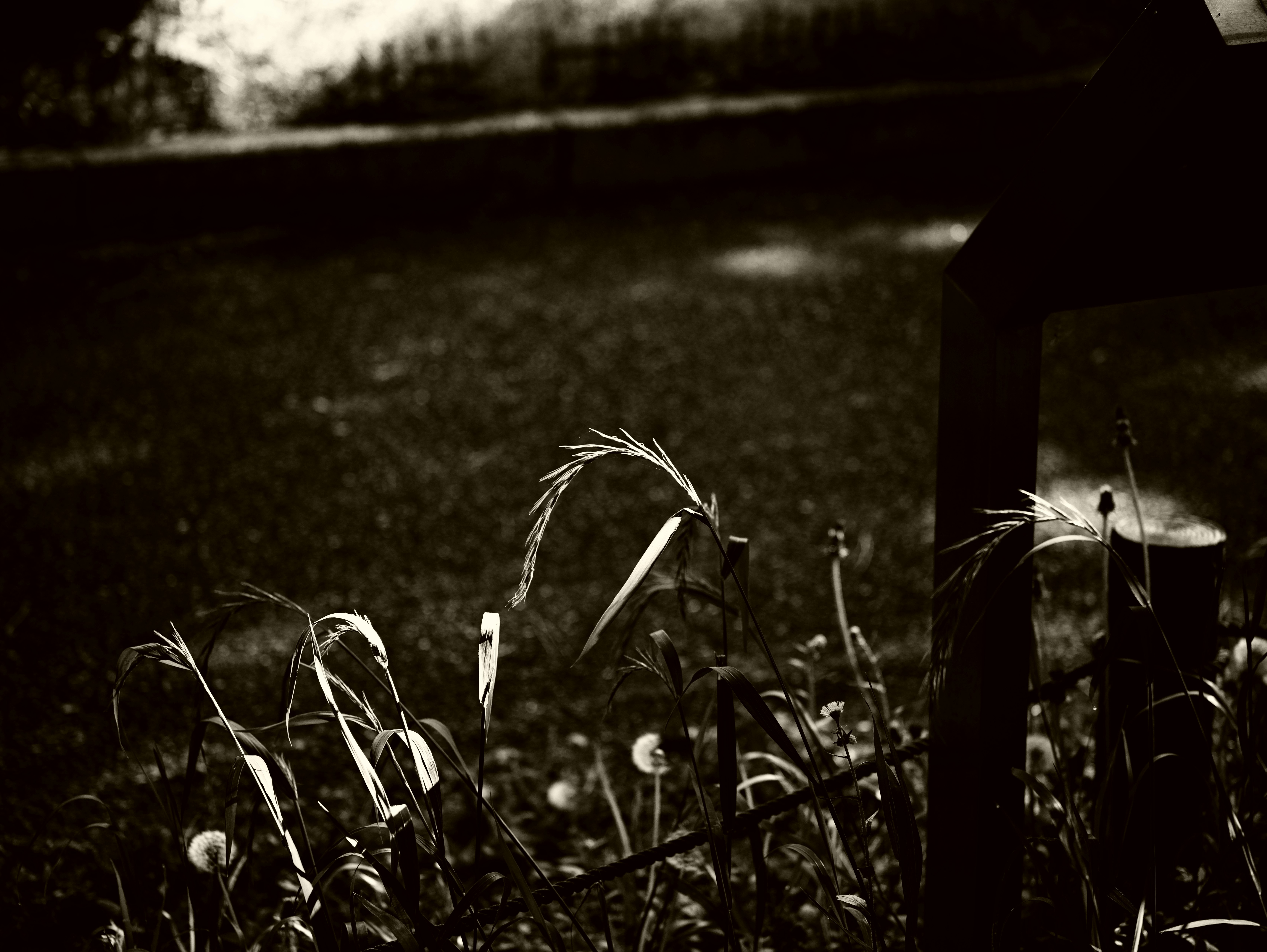 Foto en blanco y negro de hierba ondeando al viento