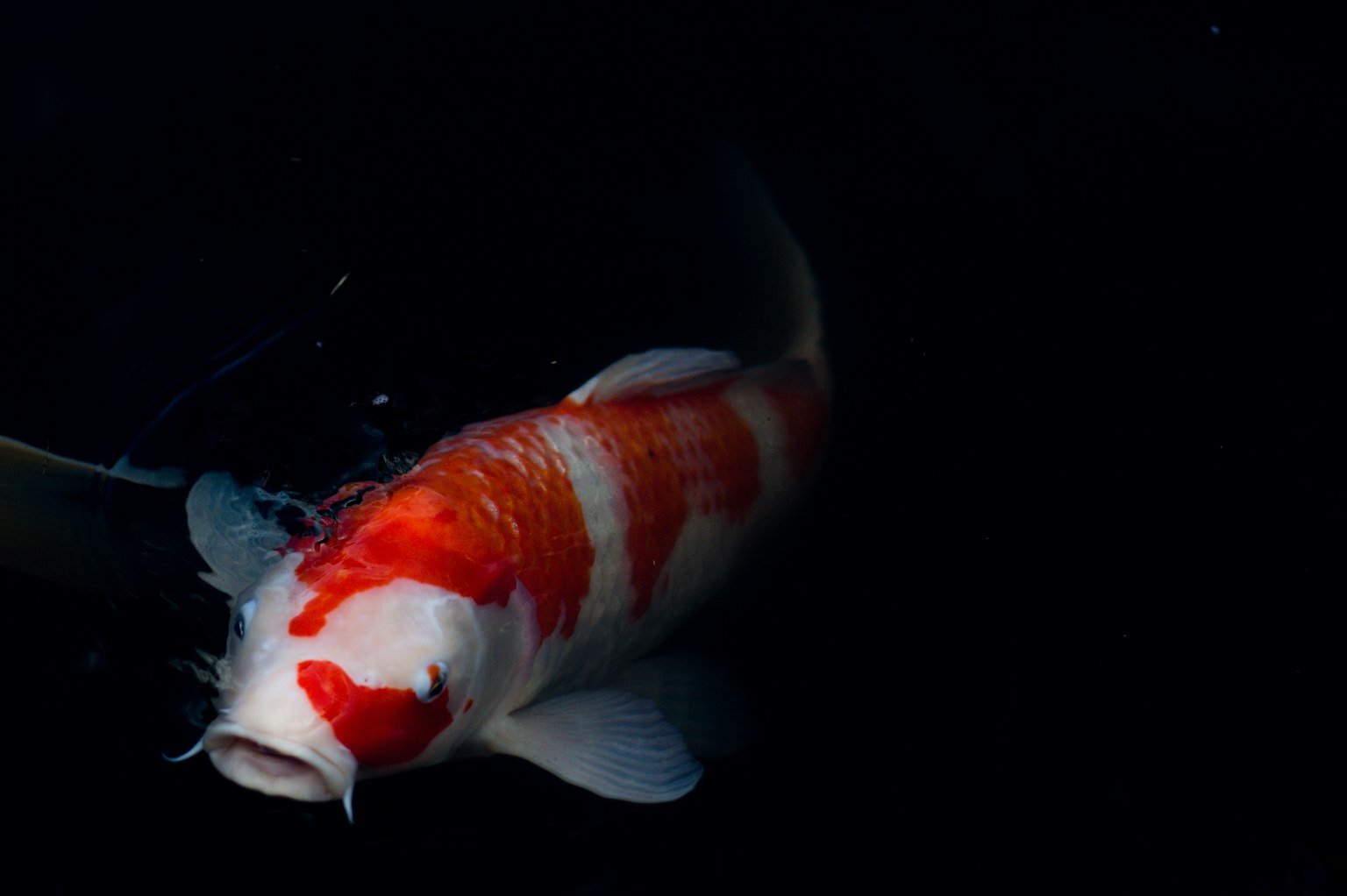 Pesce koi che nuota su uno sfondo nero con motivi rossi e bianchi