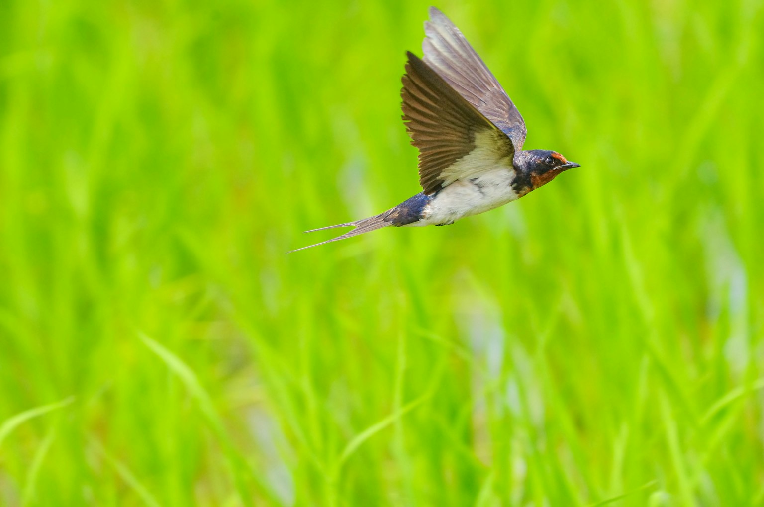 Un oiseau volant au-dessus de champs de riz verts luxuriants