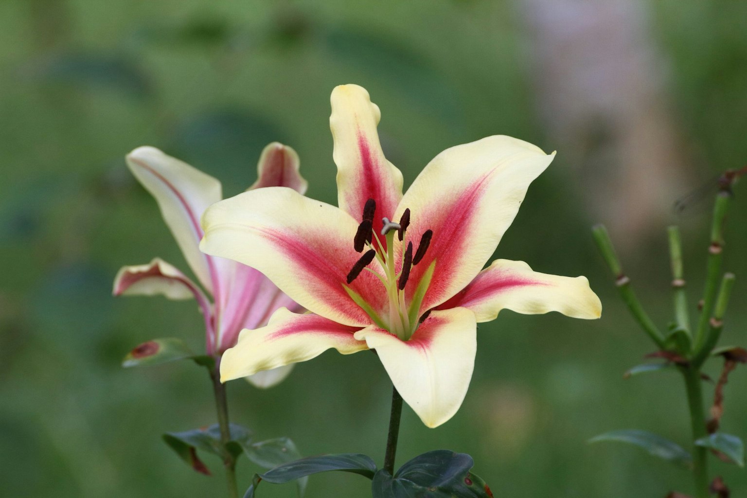 Hoa lily lớn màu vàng và đỏ nở với lá xanh ở phía sau