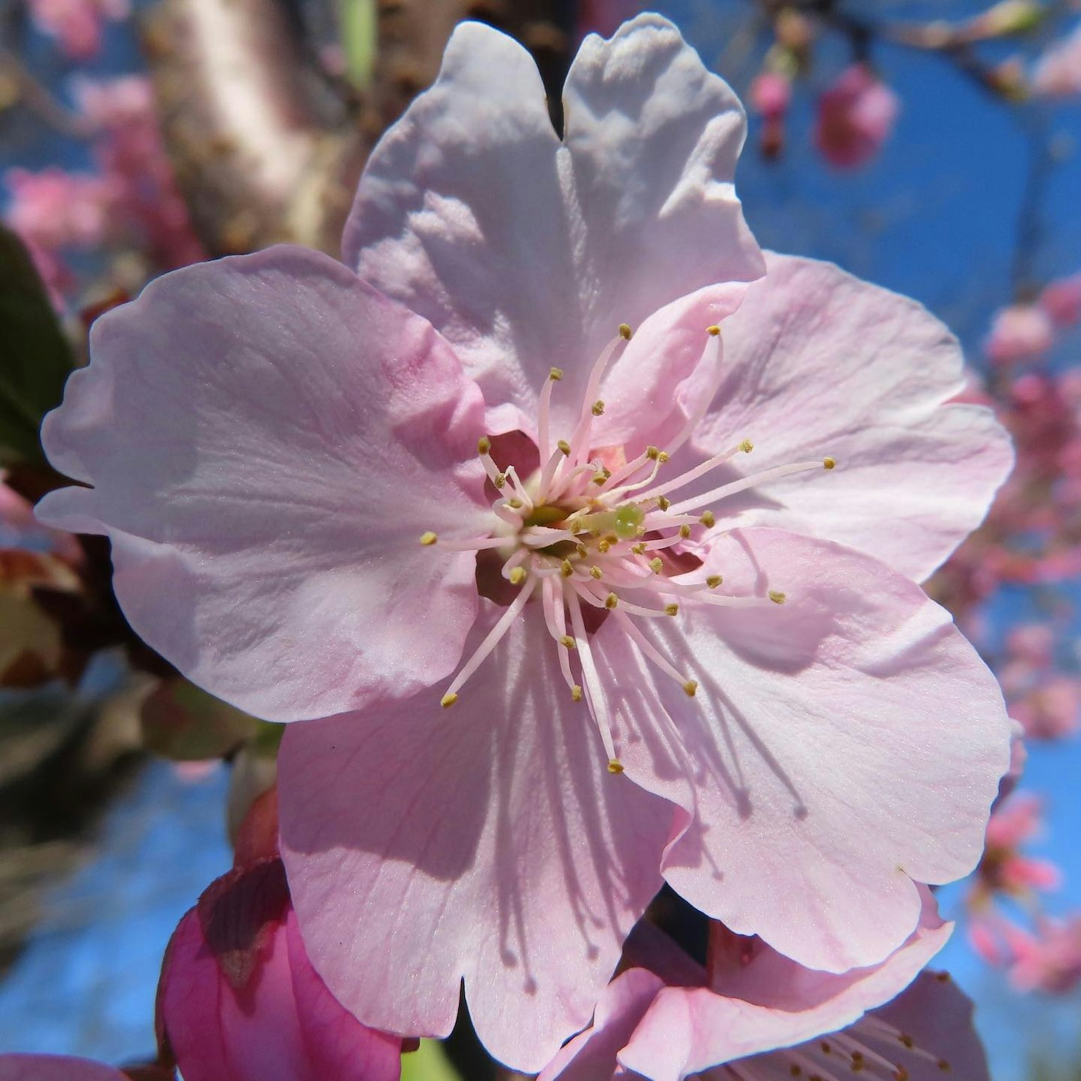 Close-up of a pink cherry blossom flower with delicate petals and green leaves