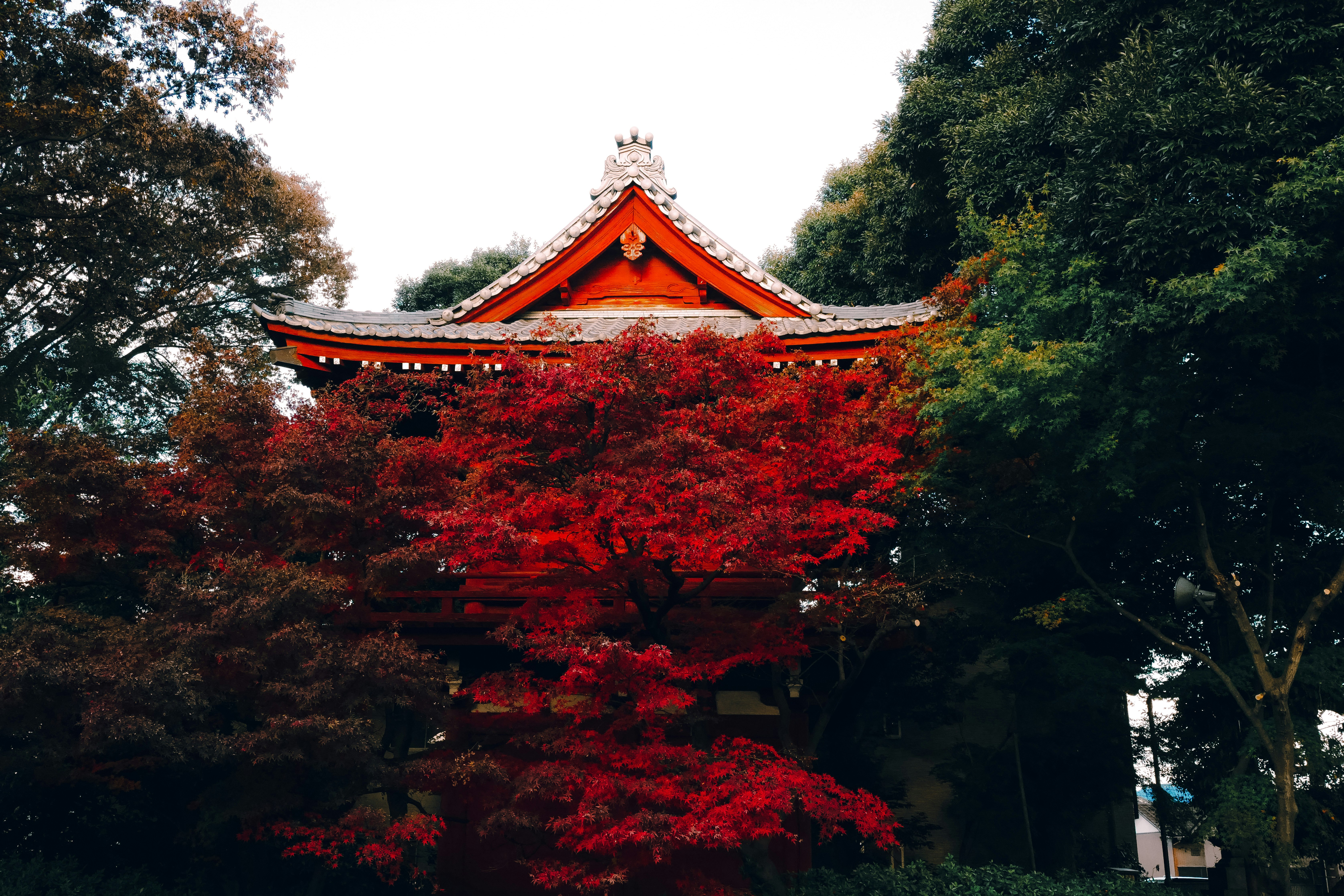 紅色神社建築與秋季紅葉映襯的庭園景色
