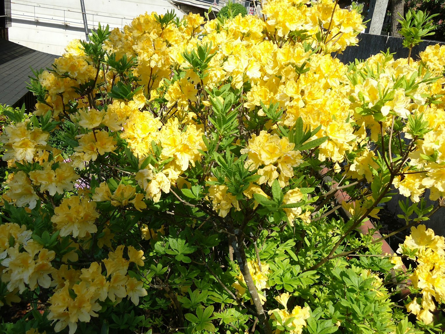 Arbusto de azaleas con flores amarillas vibrantes
