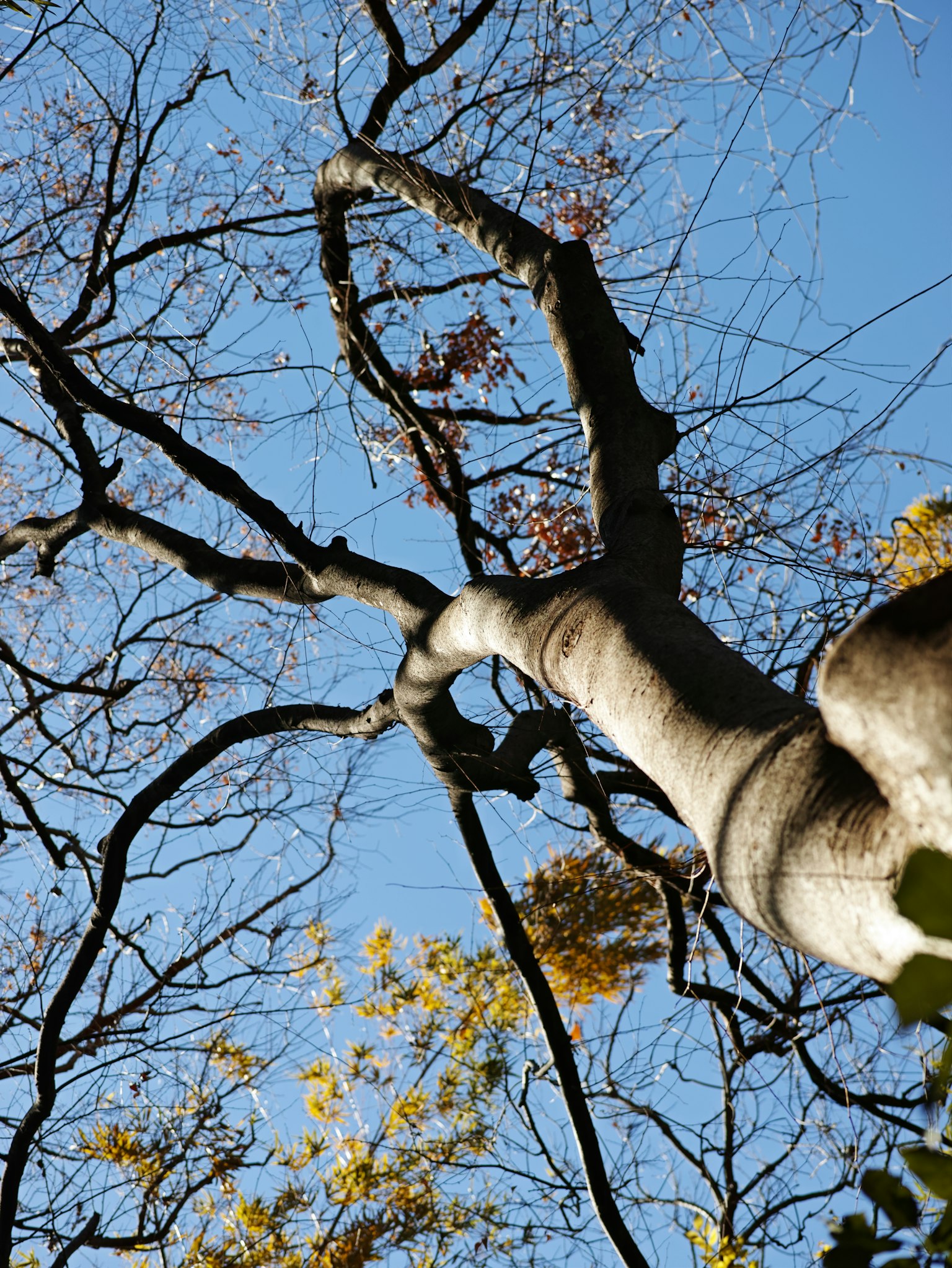 Branches of a tree reaching towards the blue sky with autumn leaves
