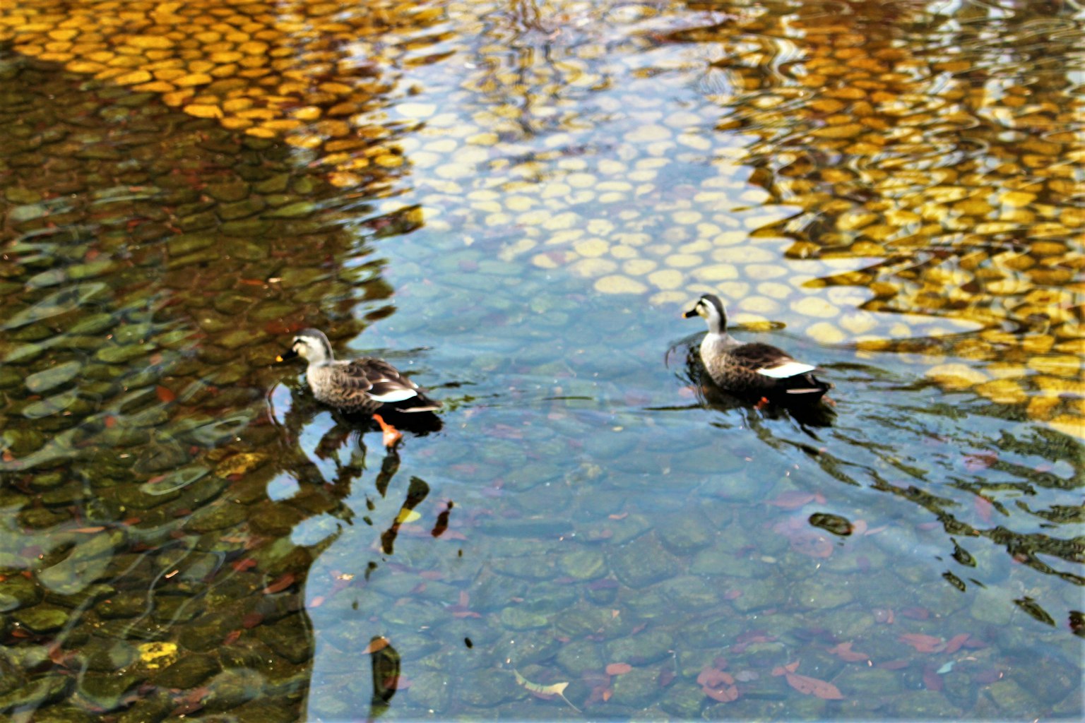 Two ducks swimming in a pond with autumn-colored reflections