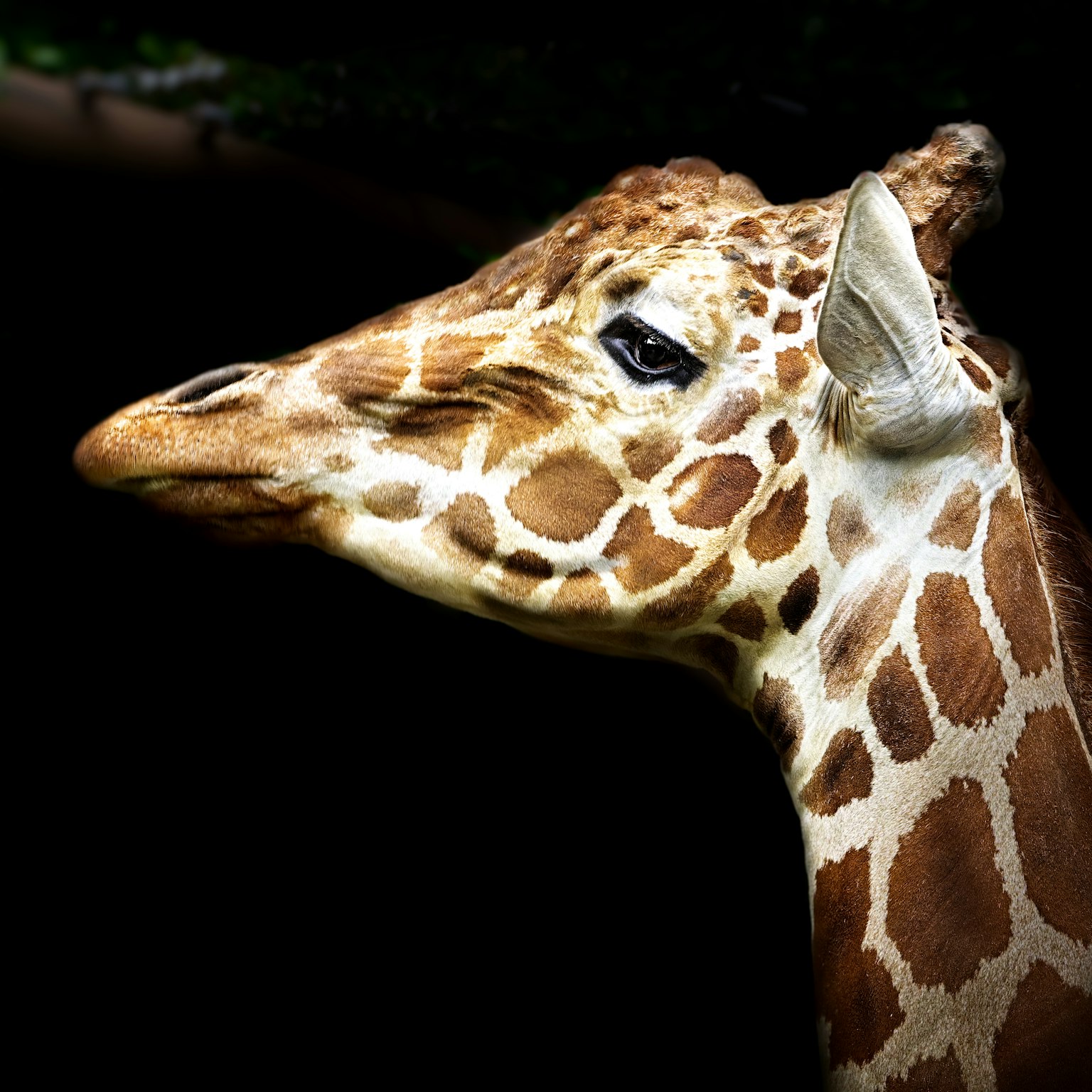 Giraffe head with distinctive patterns against a dark background