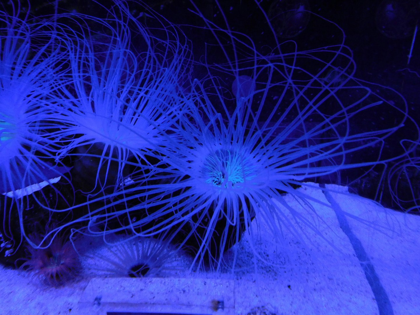 青い発光する海中のクラゲ状の生物と砂地