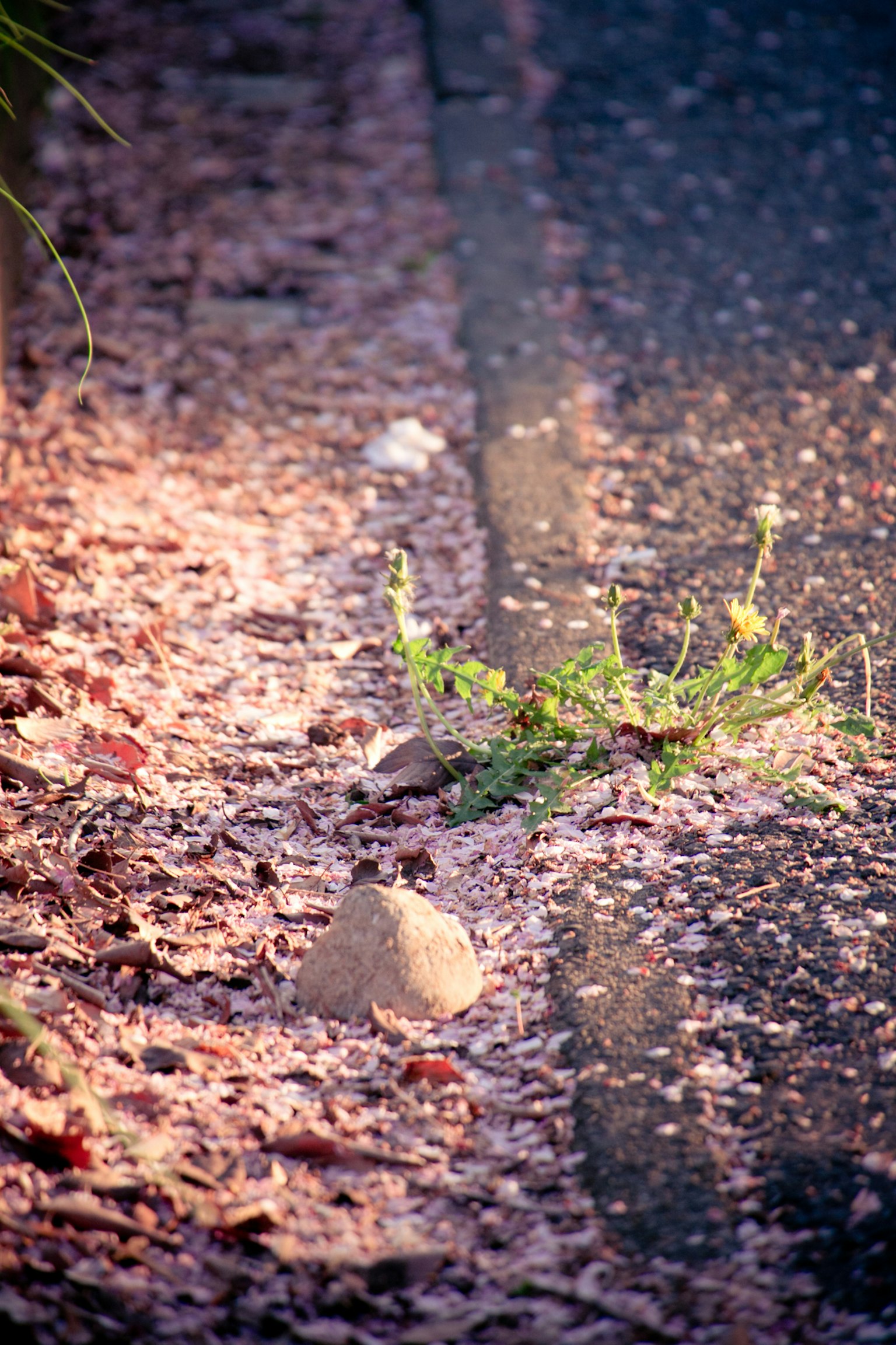 Malersicher Anblick von gefallenen Blättern am Straßenrand mit einem kleinen Sprout