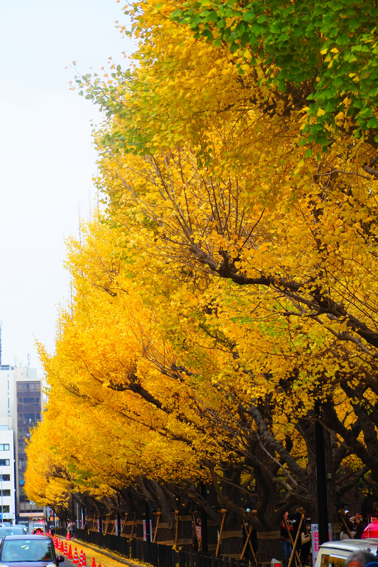A street lined with vibrant yellow ginkgo trees in autumn