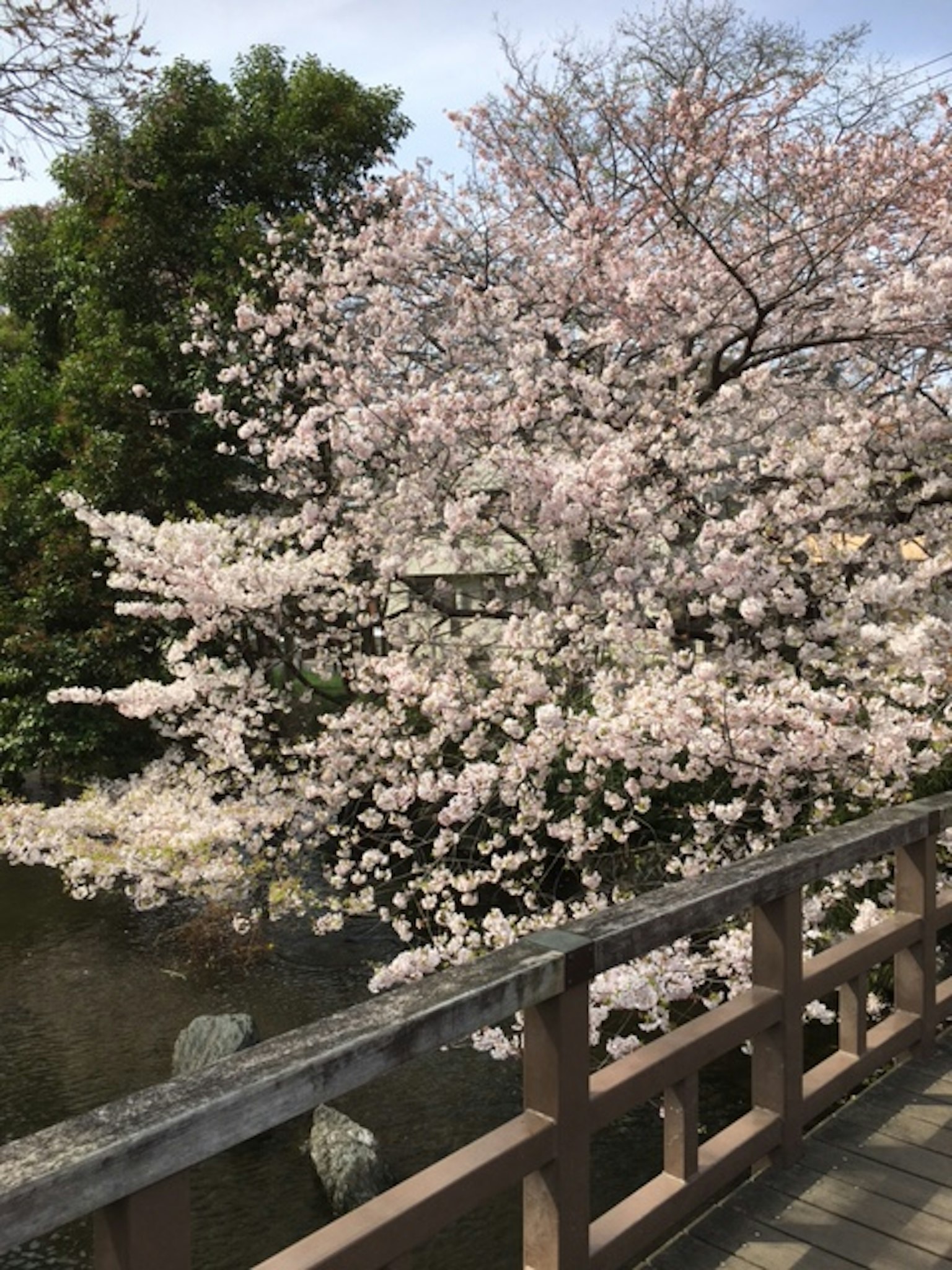 Albero di ciliegio in fiore accanto a un ponte di legno