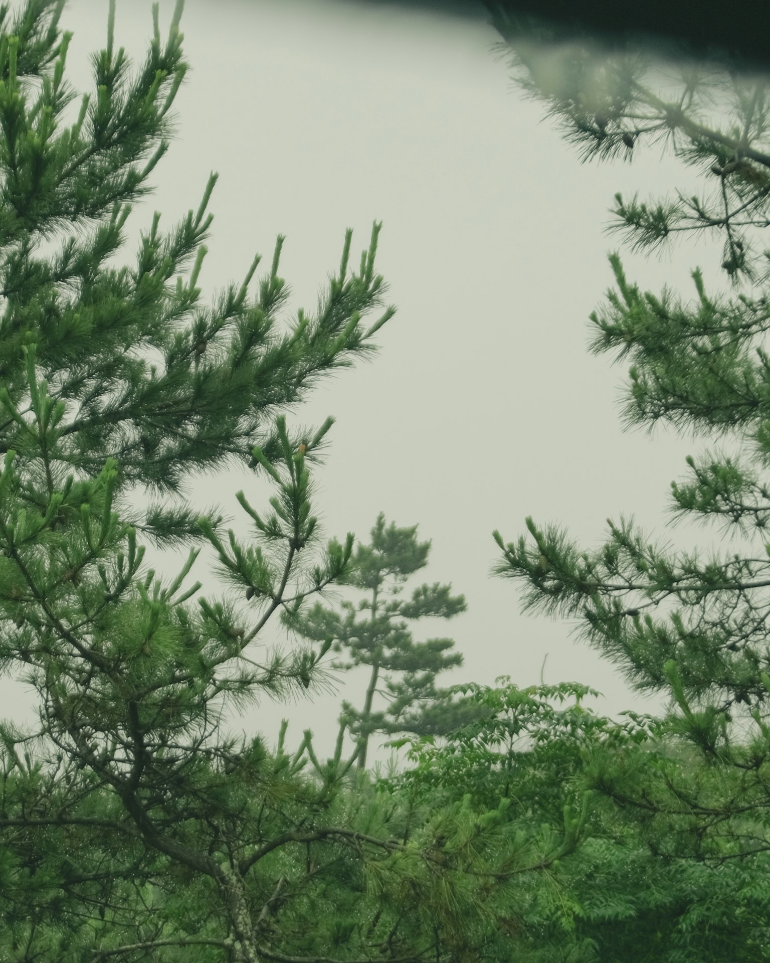 雾中的绿色树木和背景中的树