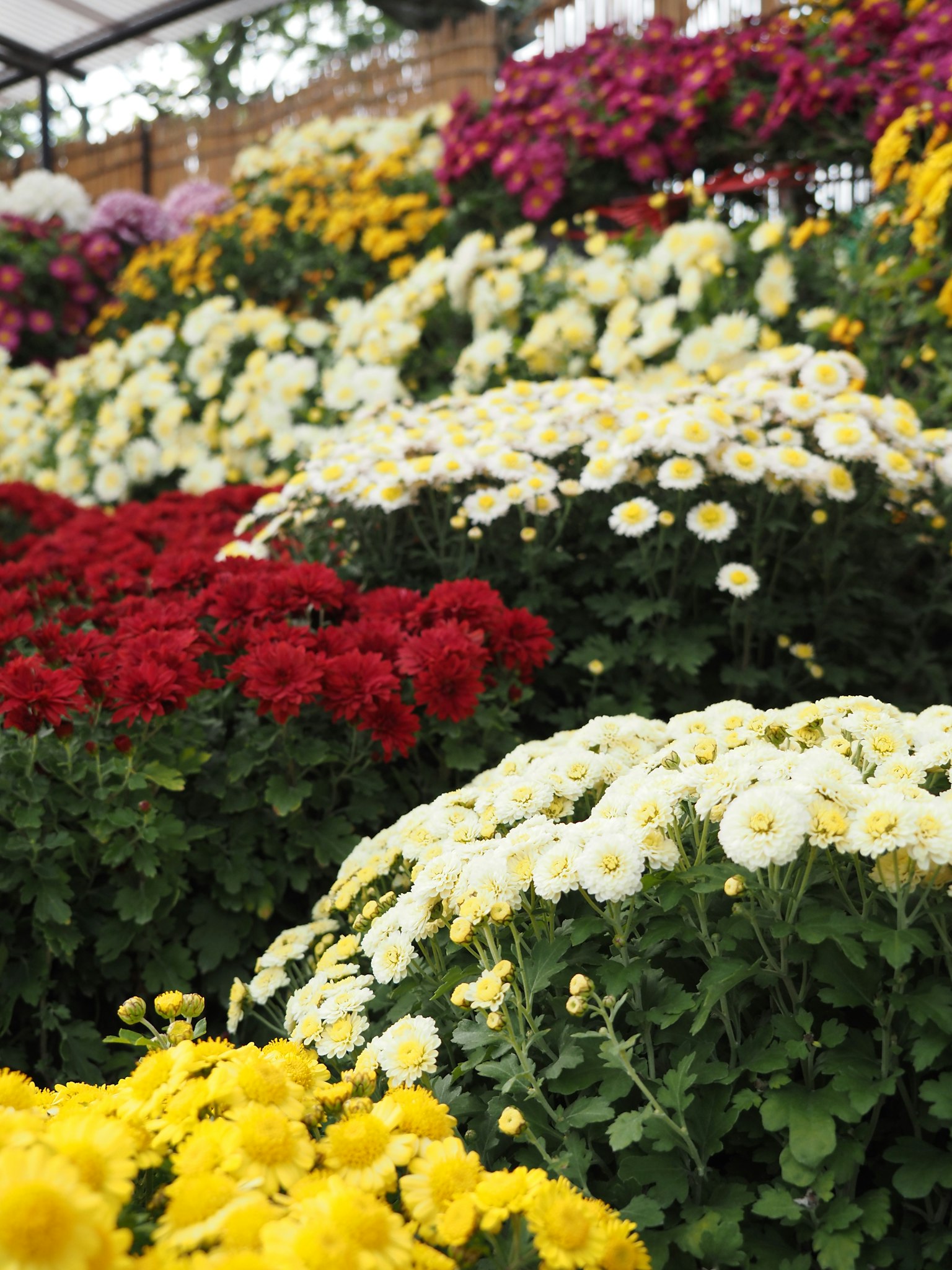 Pemandangan taman yang cerah dipenuhi dengan bunga berwarna-warni termasuk krisan merah dan putih