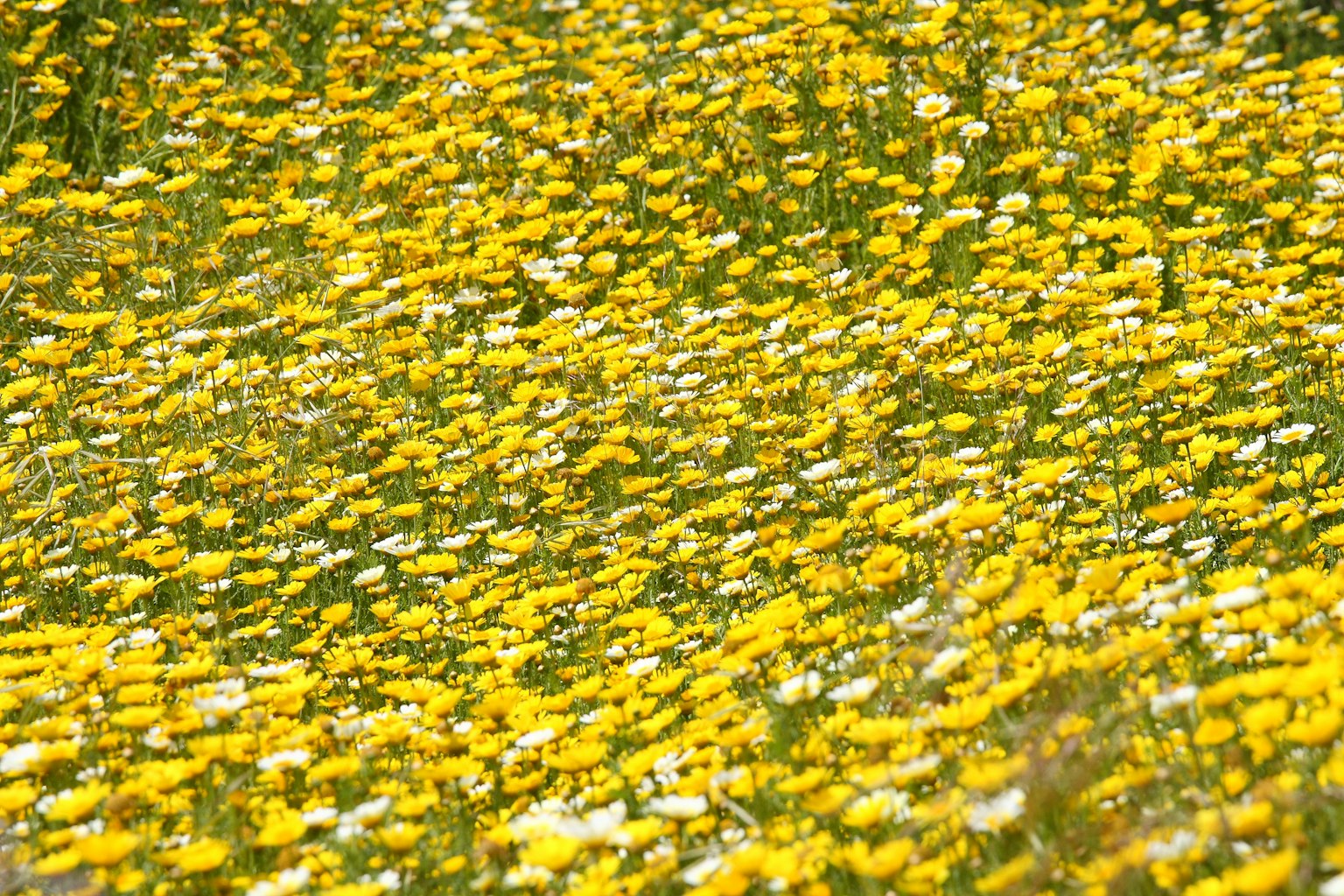 Un campo de flores amarillas y blancas en flor
