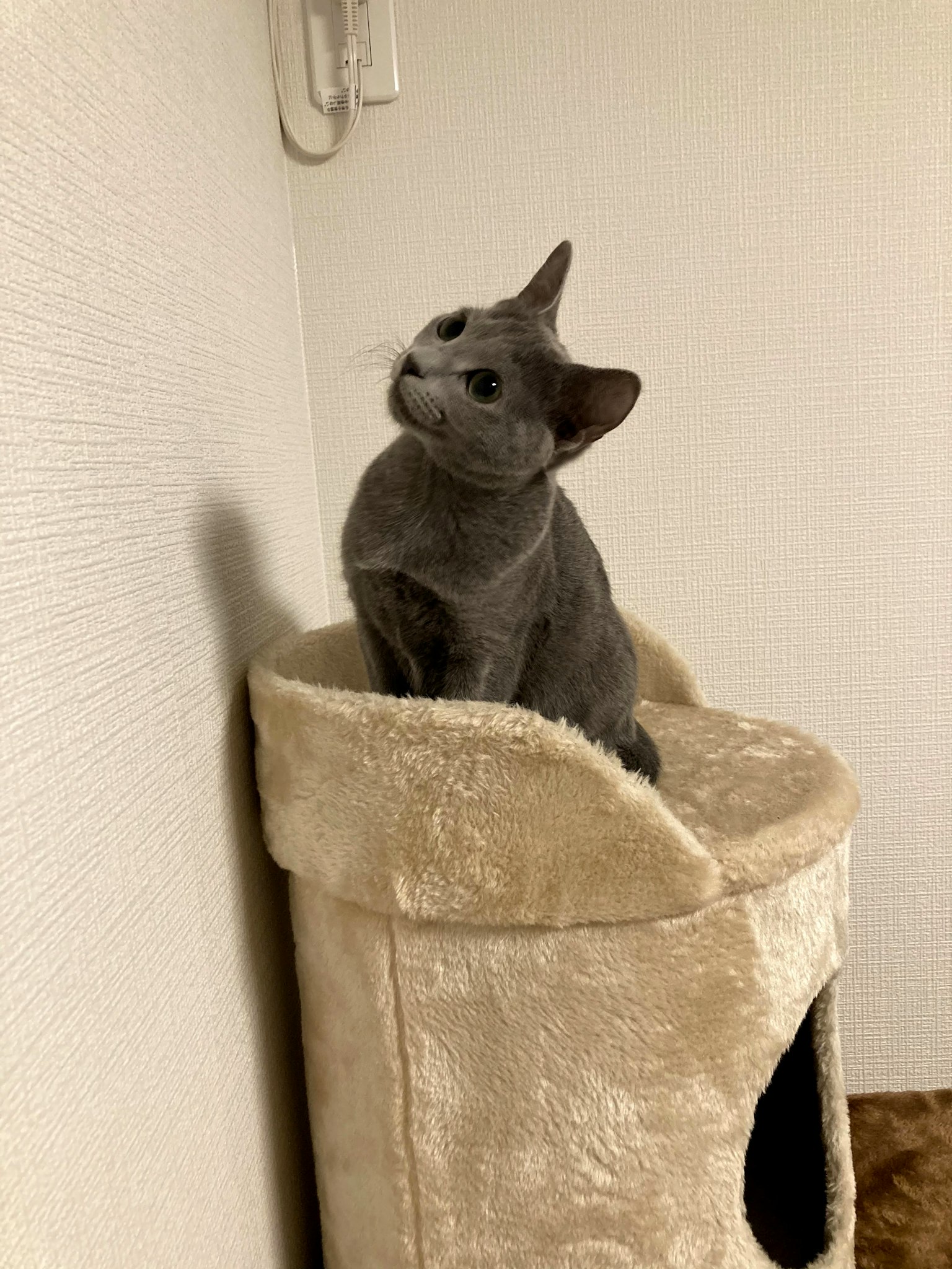 Gray cat sitting atop a cat tower looking at the wall