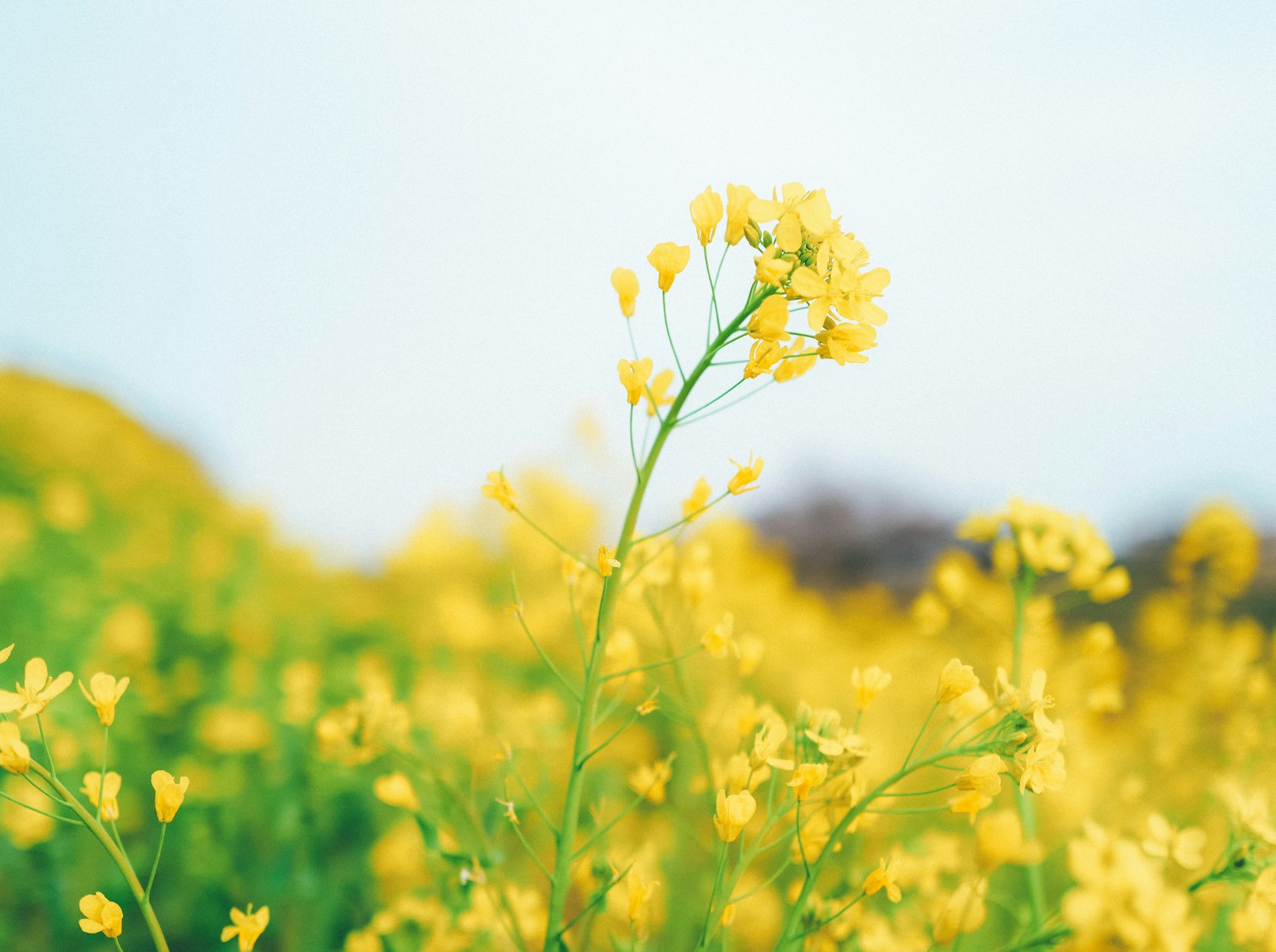 Nahaufnahme von gelben Blumen auf einem Feld