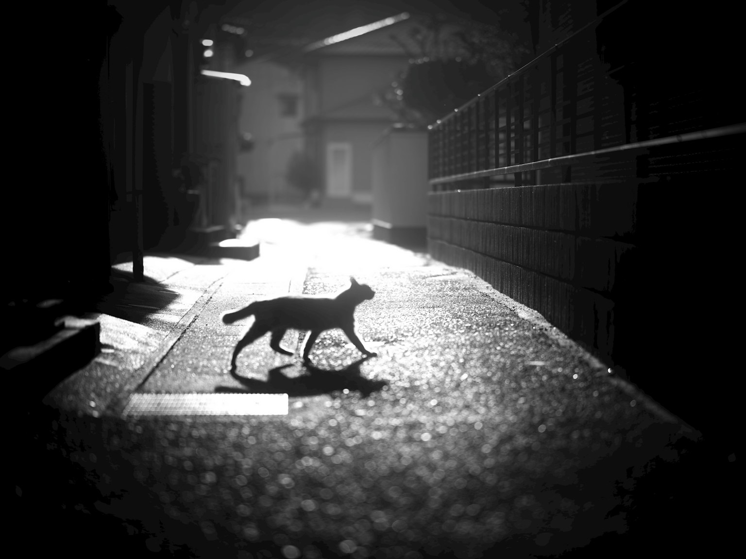 Un chat marchant dans une ruelle faiblement éclairée