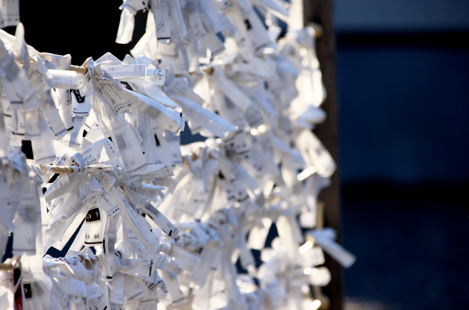 Una escena con omikuji blancos atados en un santuario