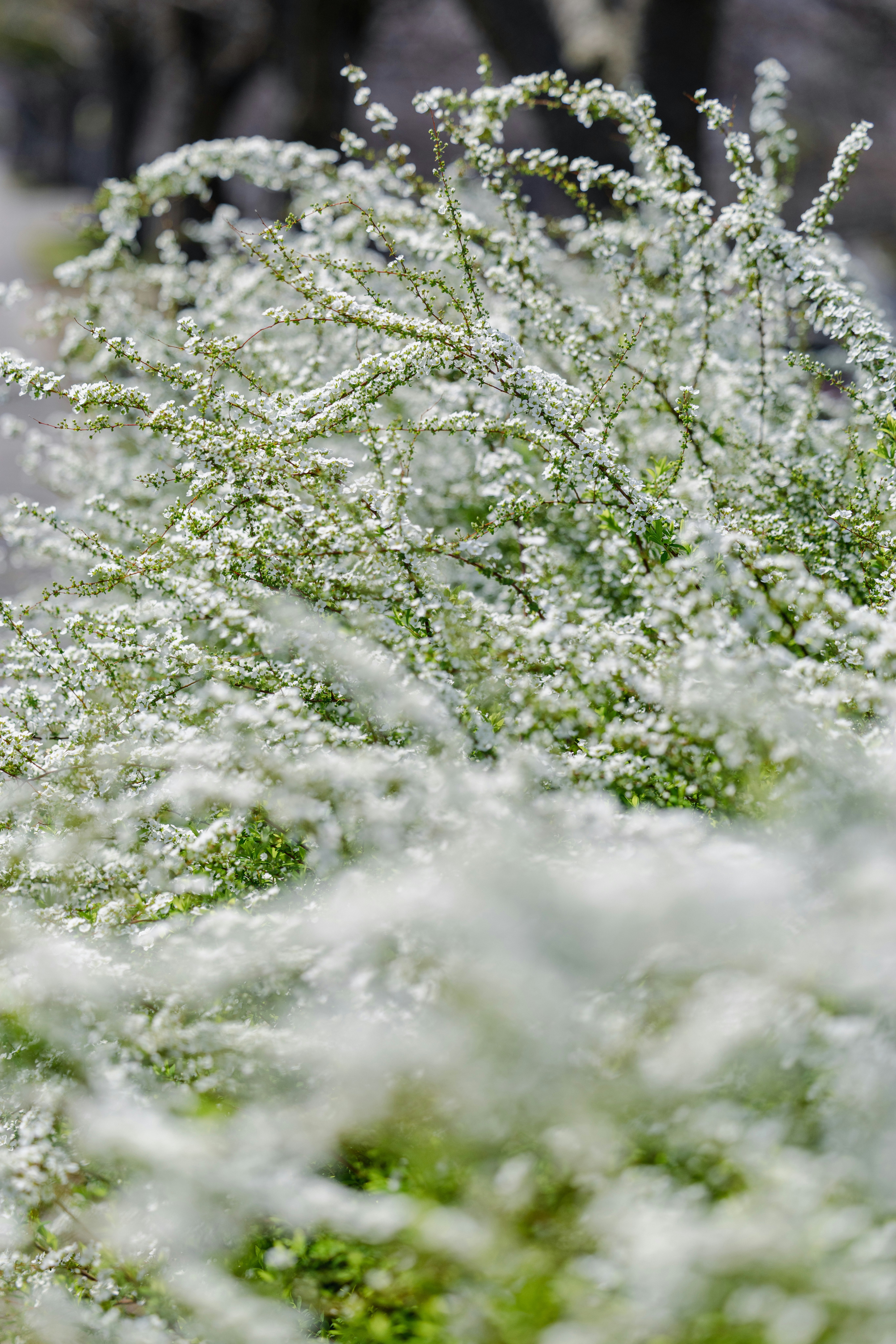 雪柳（ユキヤナギ）の白い花が群生する枝先のクローズアップ