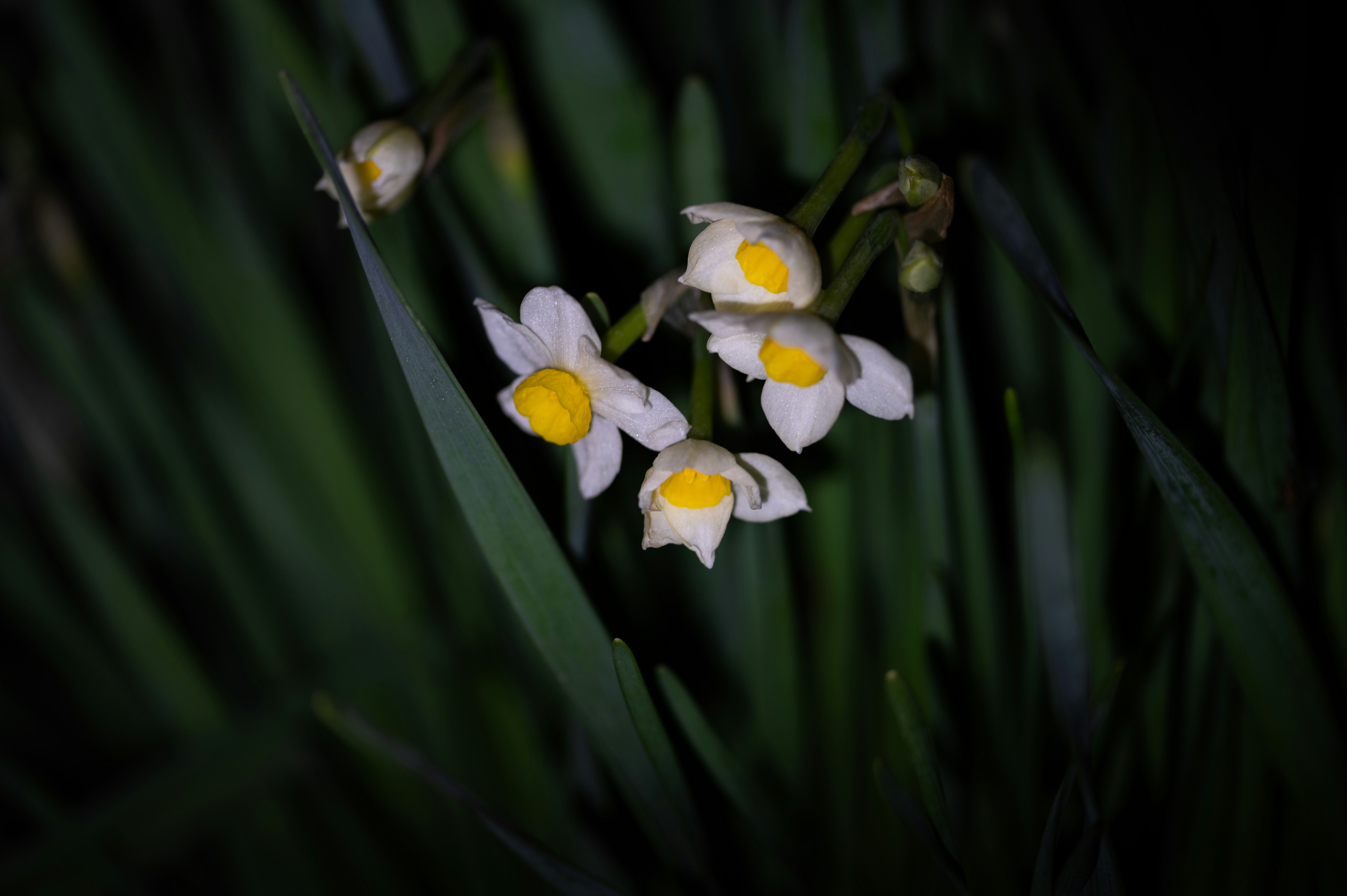 绿叶间盛开的白色雪花莲