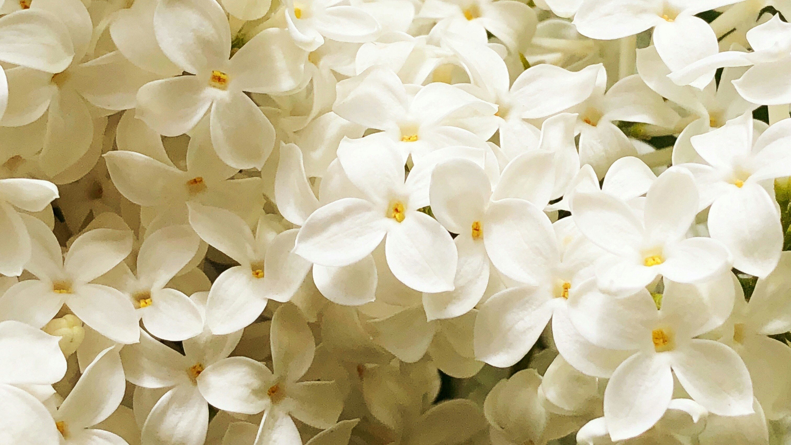clusters of white lilac blossoms